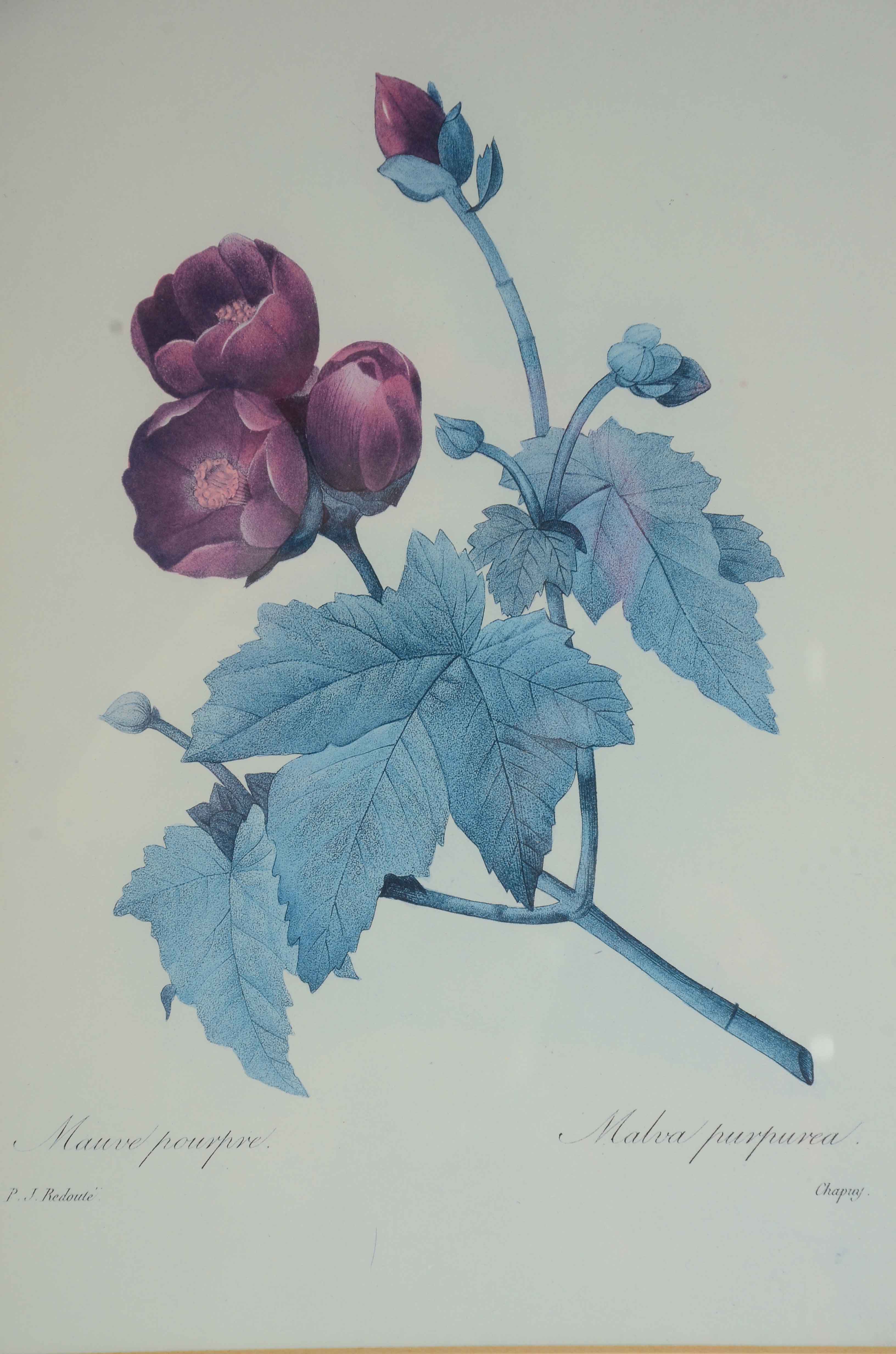 Two Offset Lithographs after Pierre Redoute Botanical Illustrations