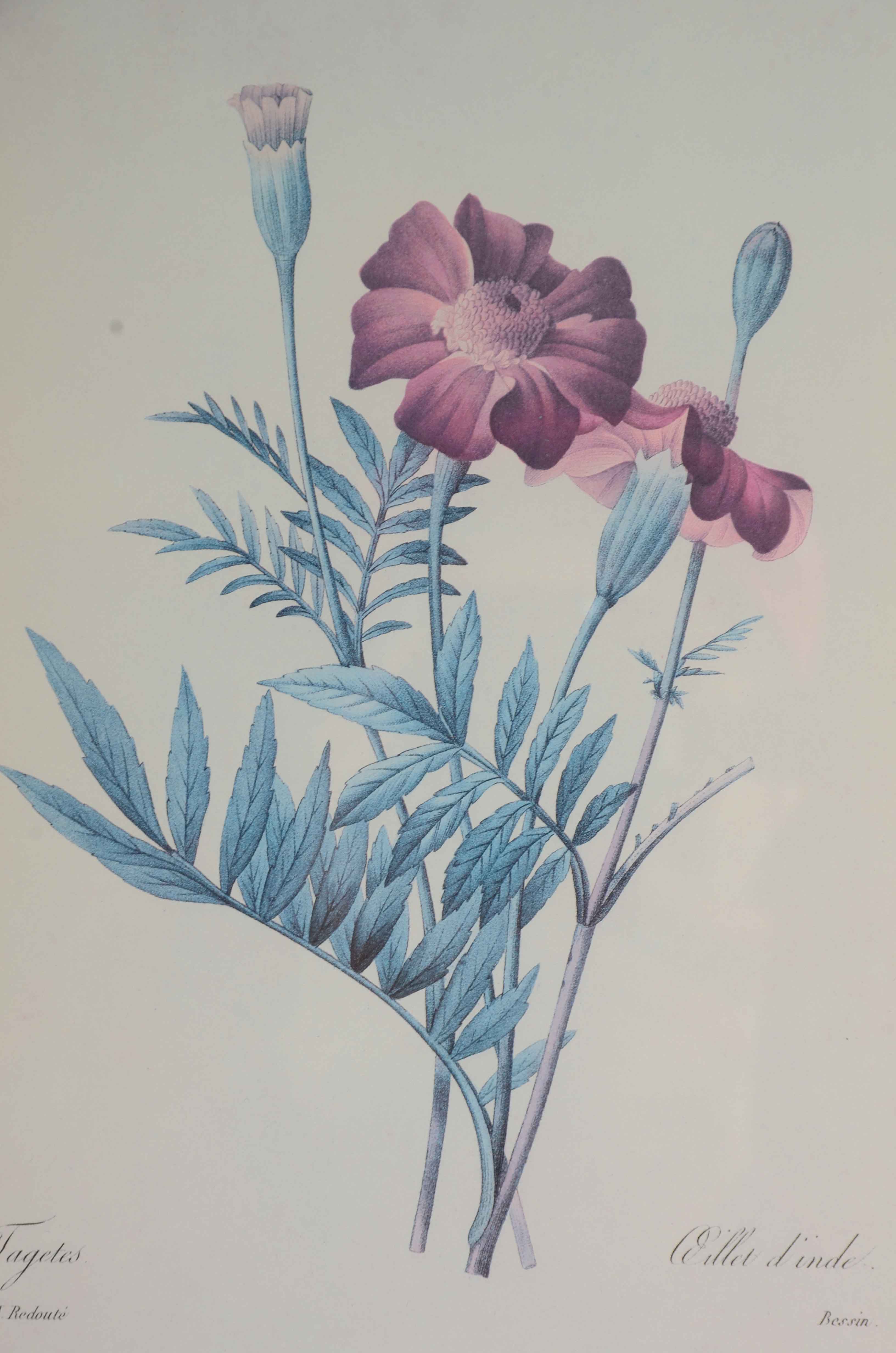 Two Offset Lithographs after Pierre Redoute Botanical Illustrations