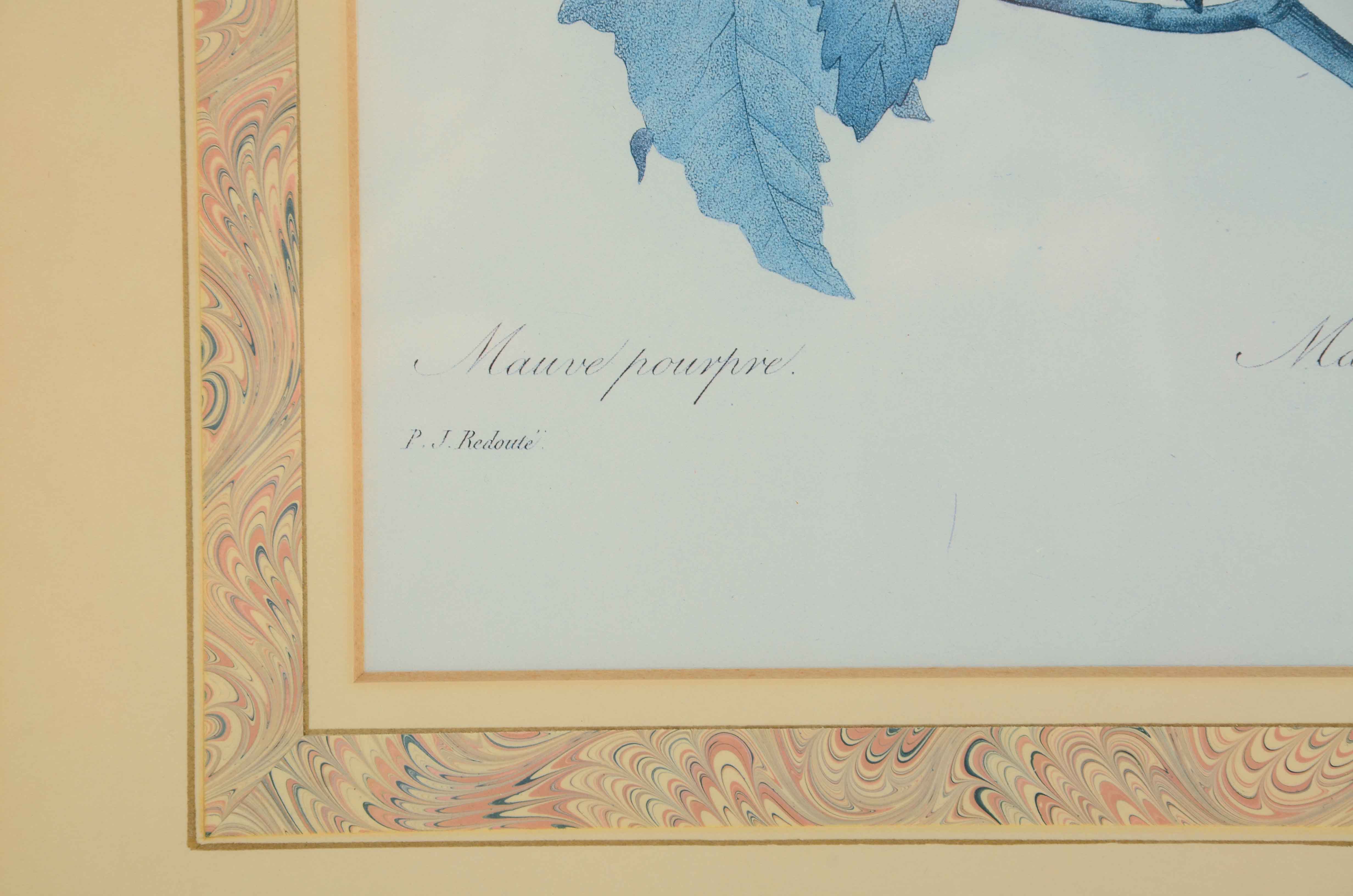 Two Offset Lithographs after Pierre Redoute Botanical Illustrations