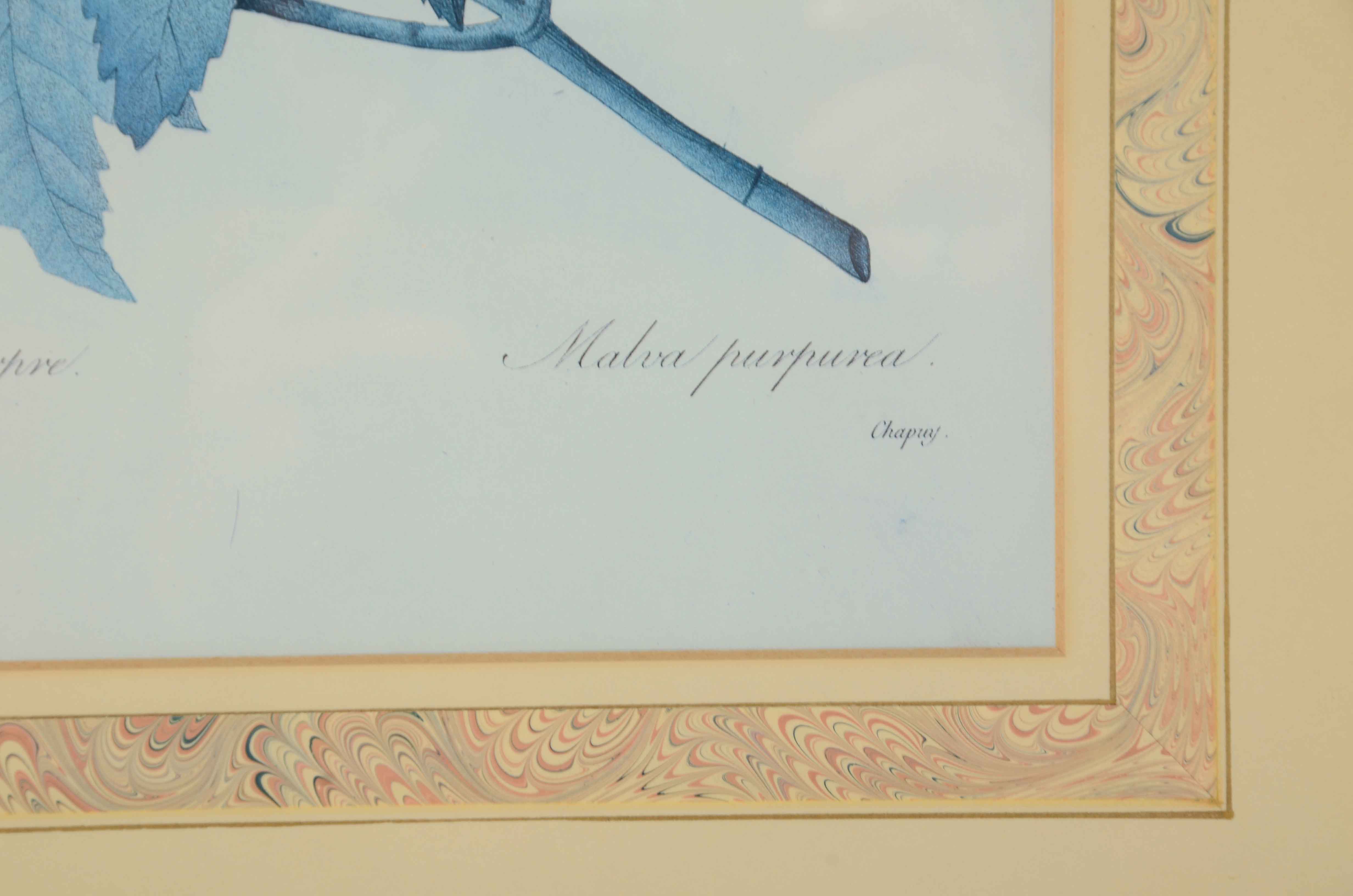 Two Offset Lithographs after Pierre Redoute Botanical Illustrations