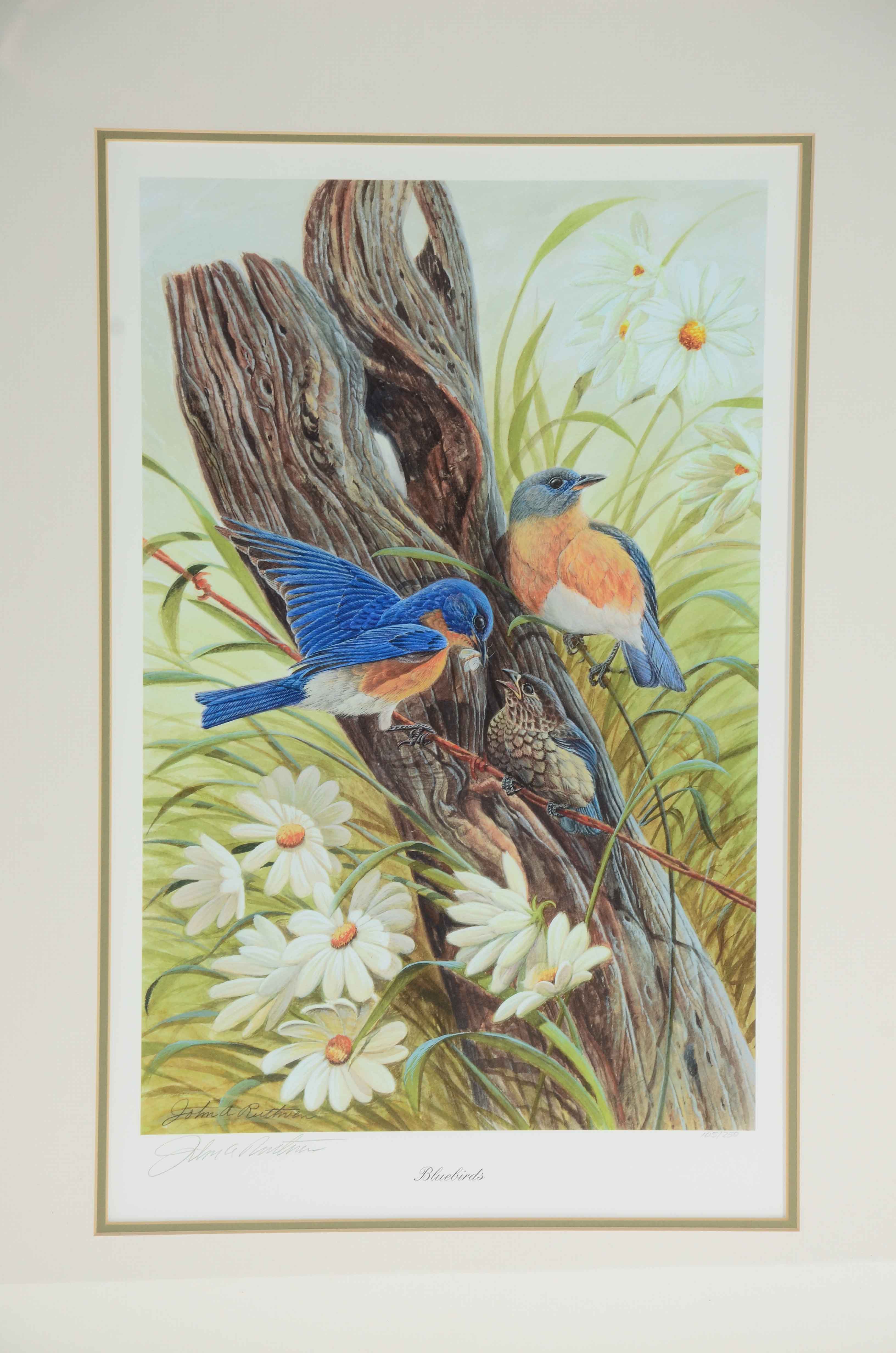 John Ruthven Signed Limited Edition Giclée "Bluebirds"