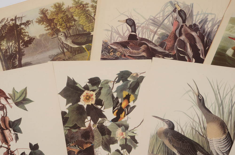 Set of Audobon "Birds of America" Prints