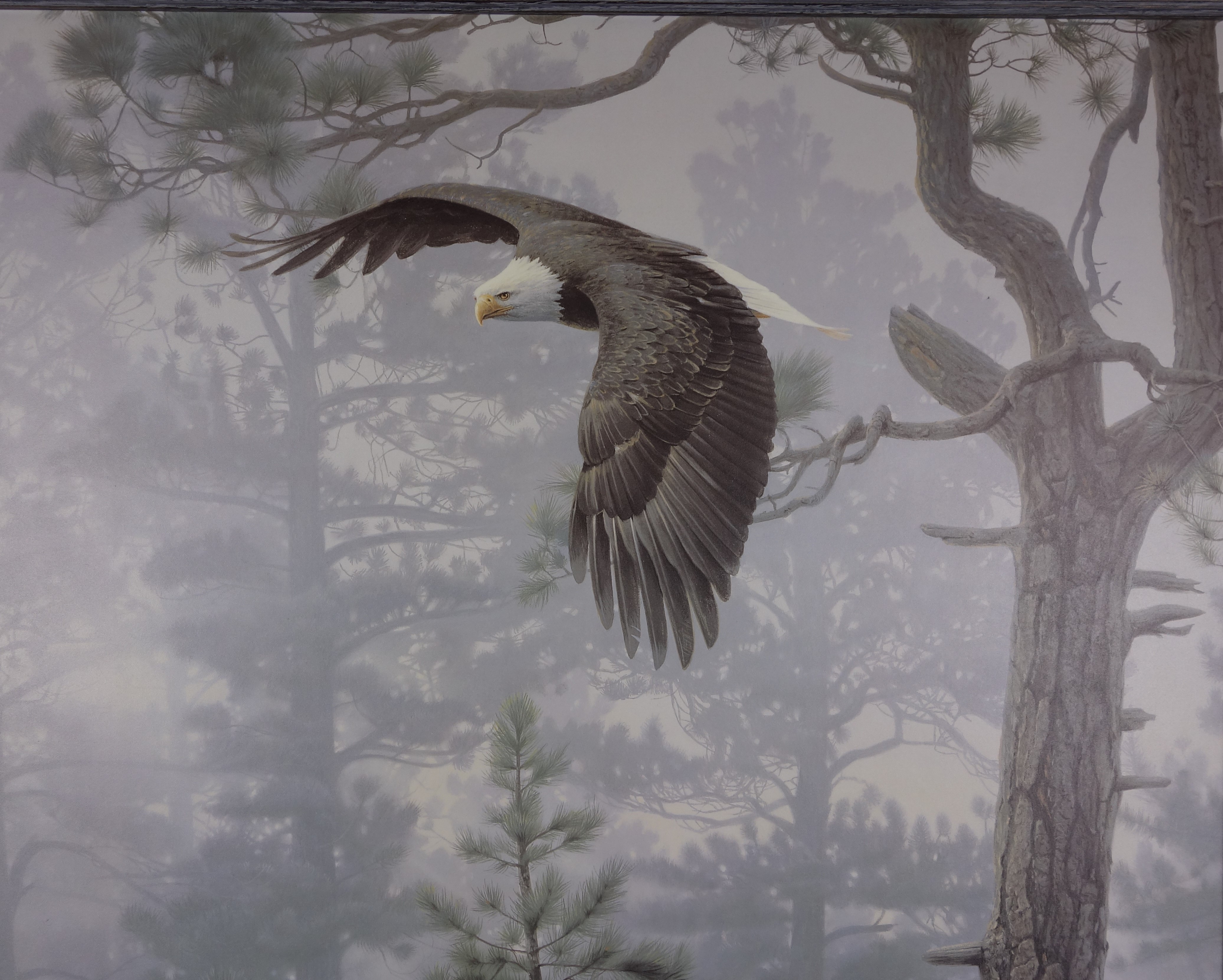 【Forestman works】Eagle touch the sky Daniel Smith 