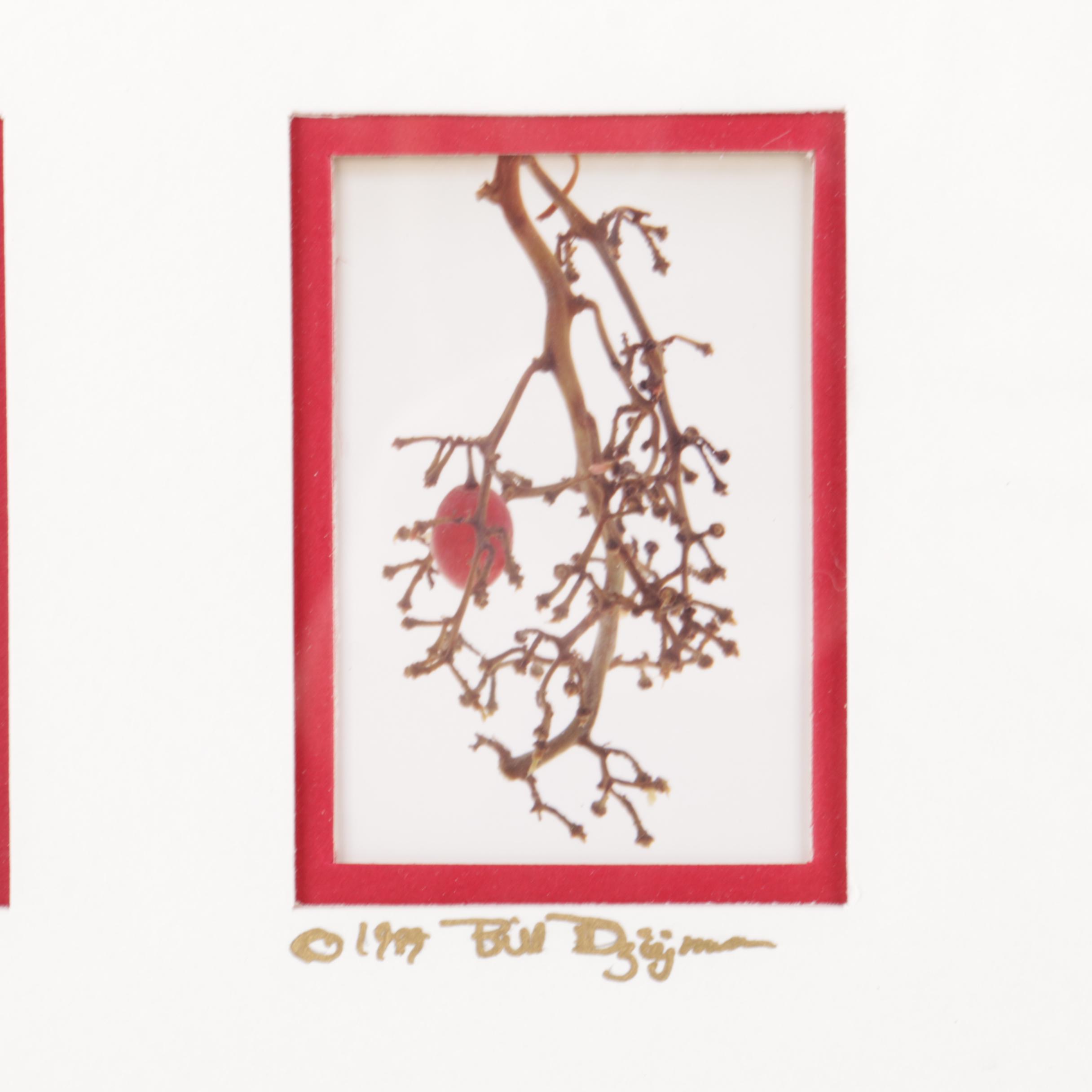 Bill Dziejman Color Photographs "Red Grape Series"