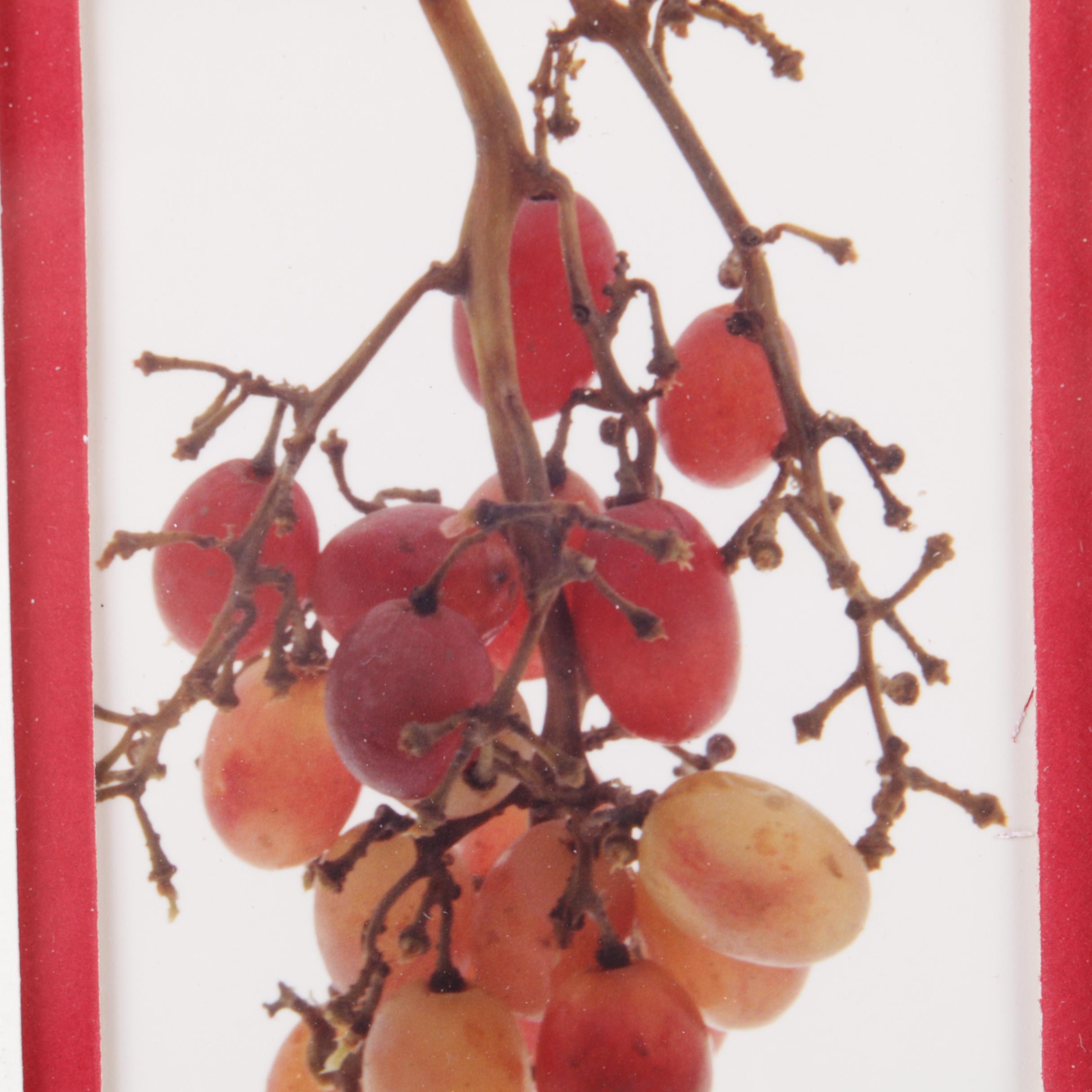 Bill Dziejman Color Photographs "Red Grape Series"