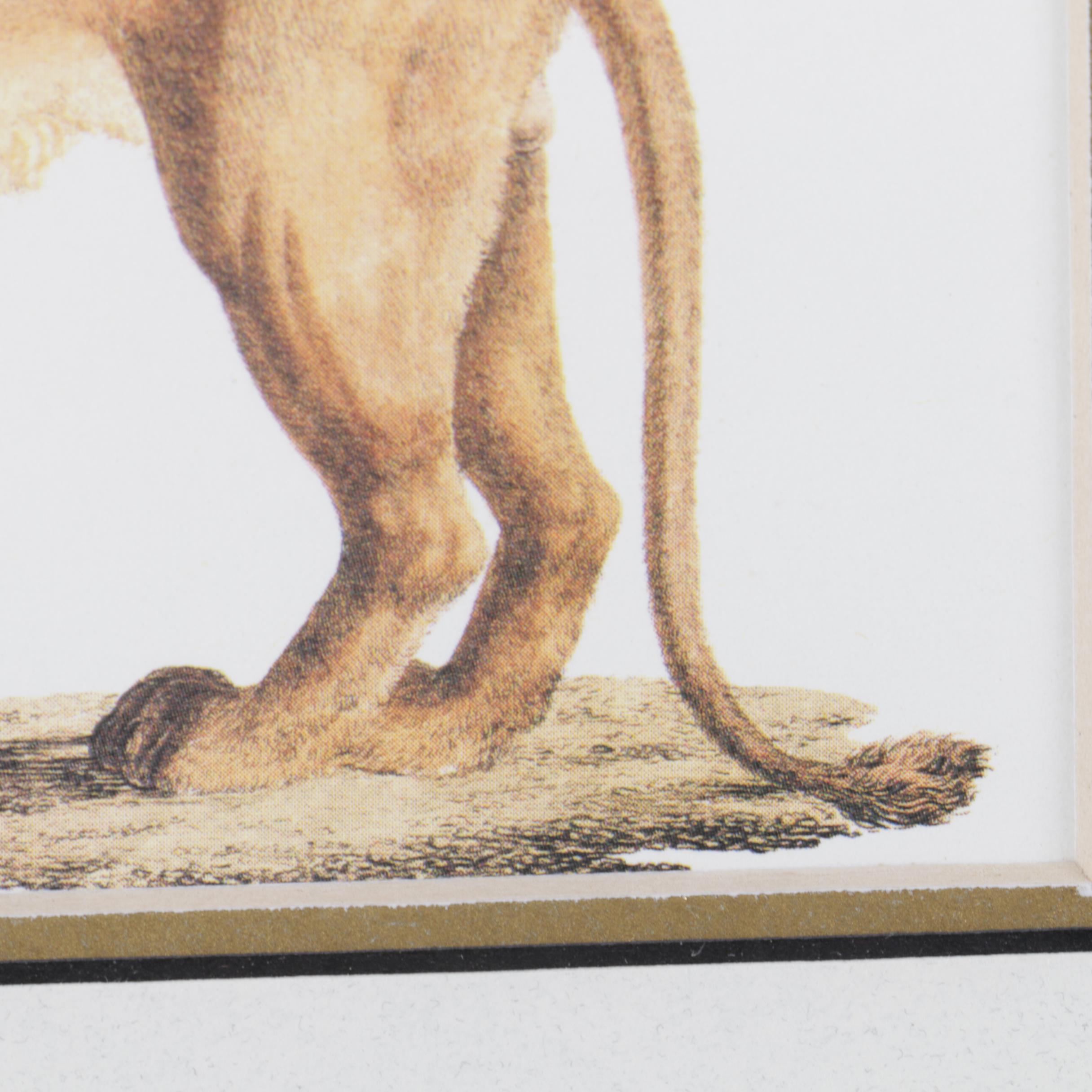 Reproduction Print After Karl Joseph Brodtmann of a Lion