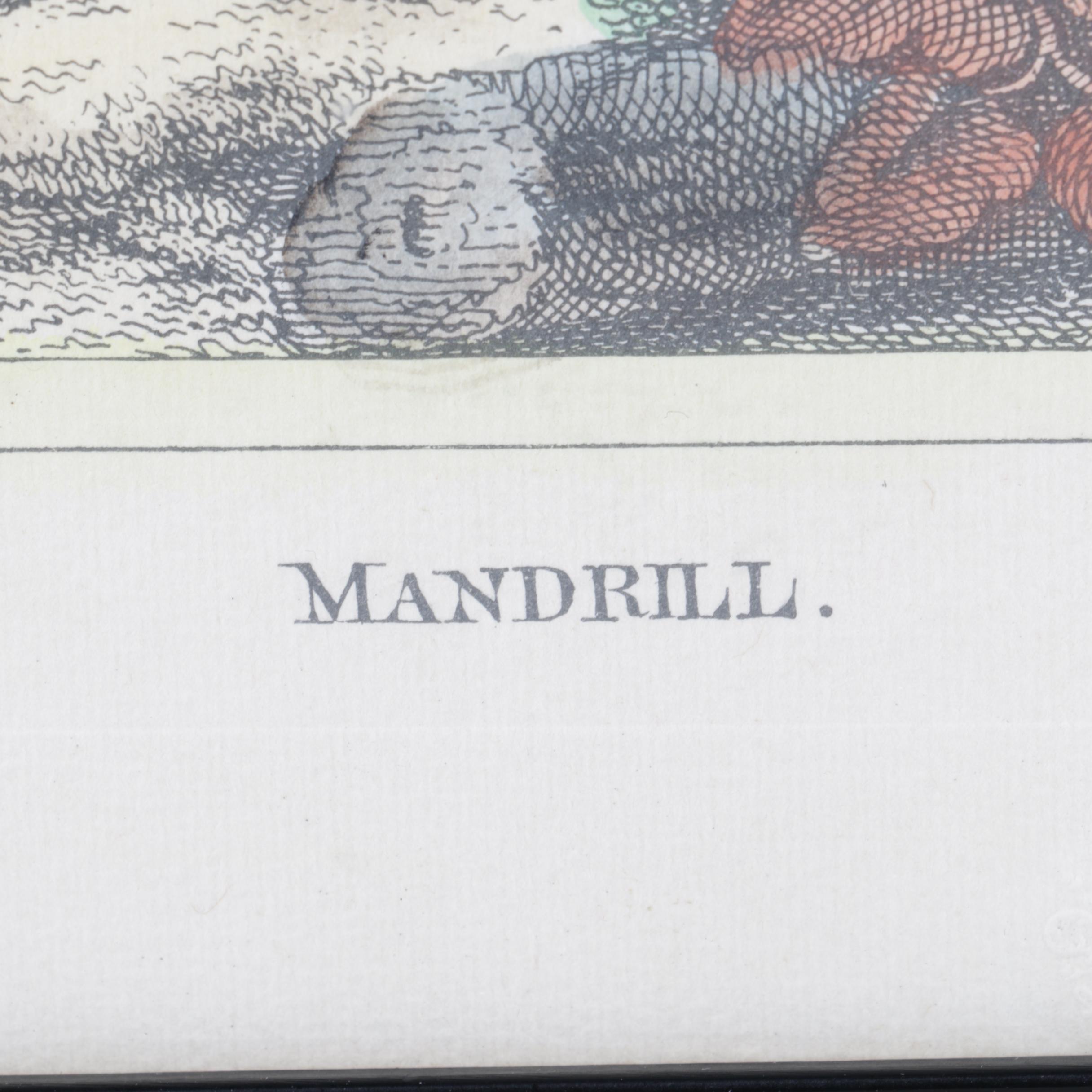 Hand-Tinted Lithograph on Paper "Mandrill"