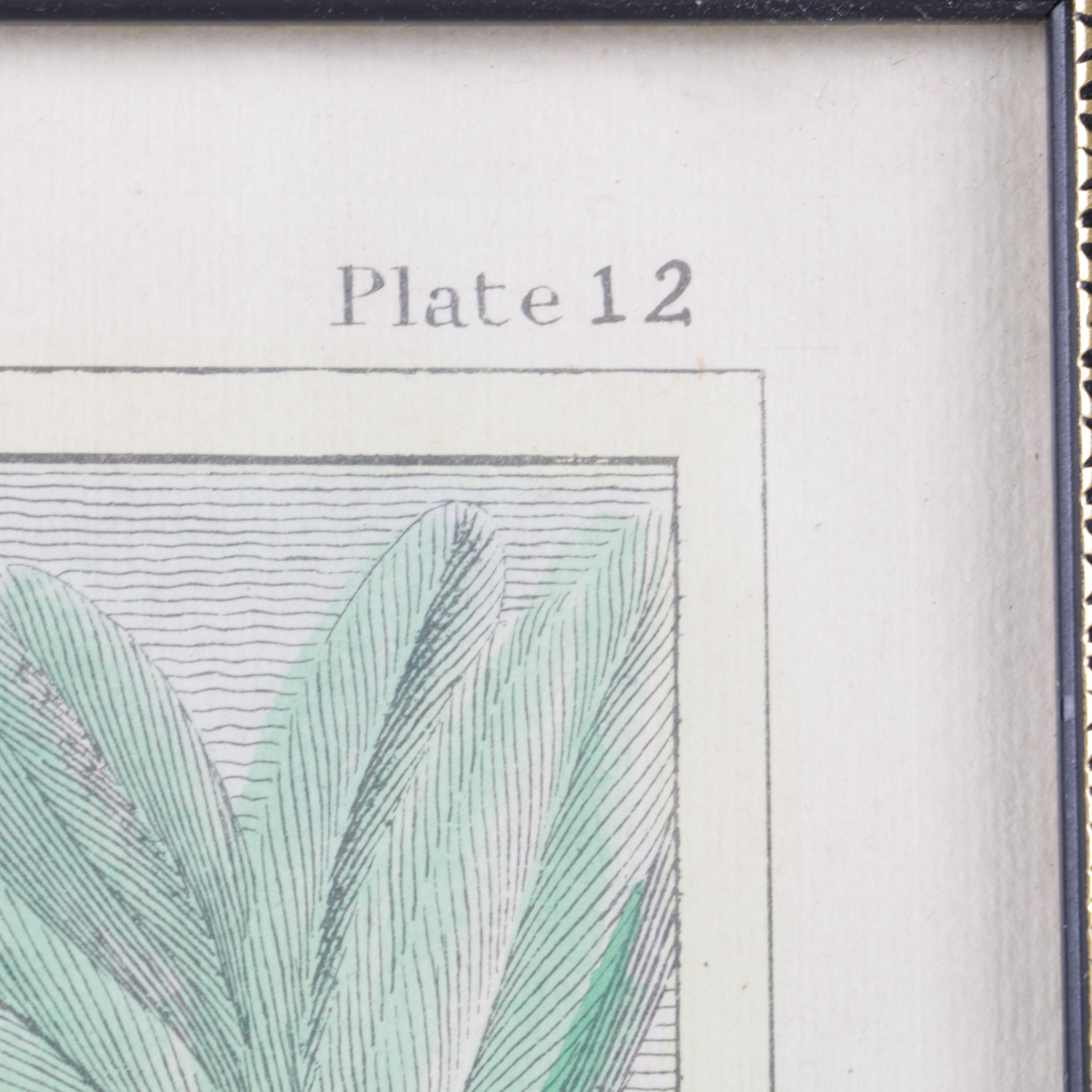 Hand-Tinted Lithograph on Paper "Mandrill"