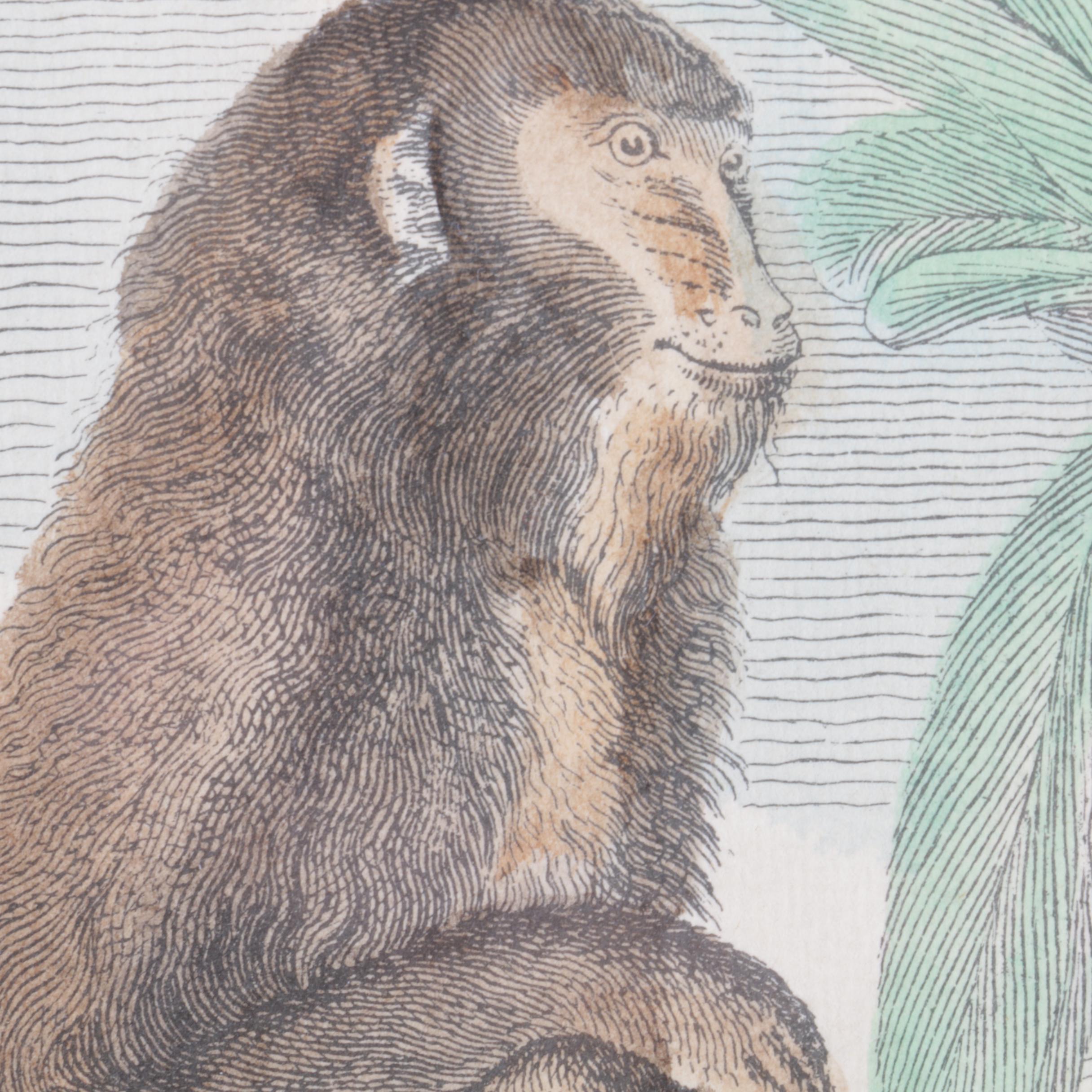 Hand-Tinted Lithograph on Paper "Mandrill"
