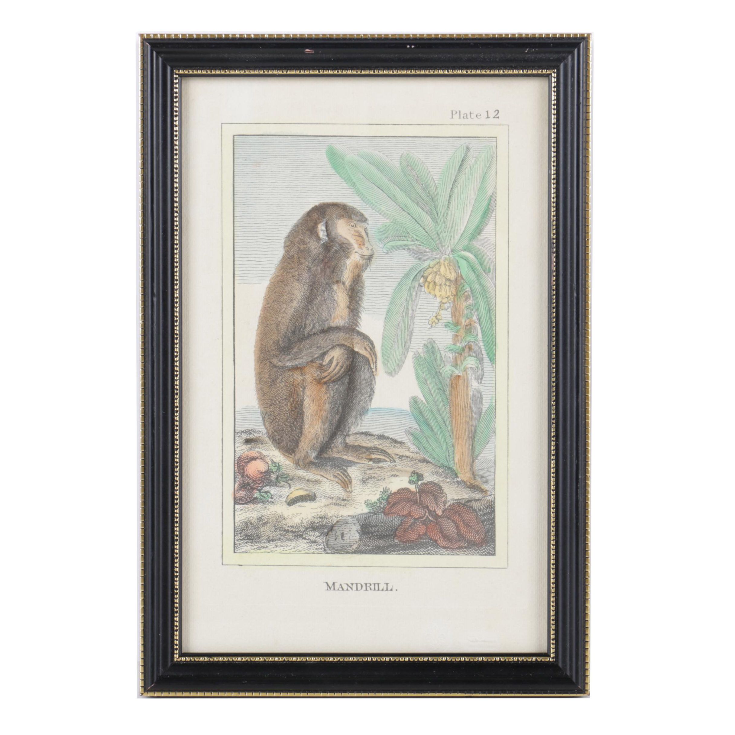 Hand-Tinted Lithograph on Paper "Mandrill"
