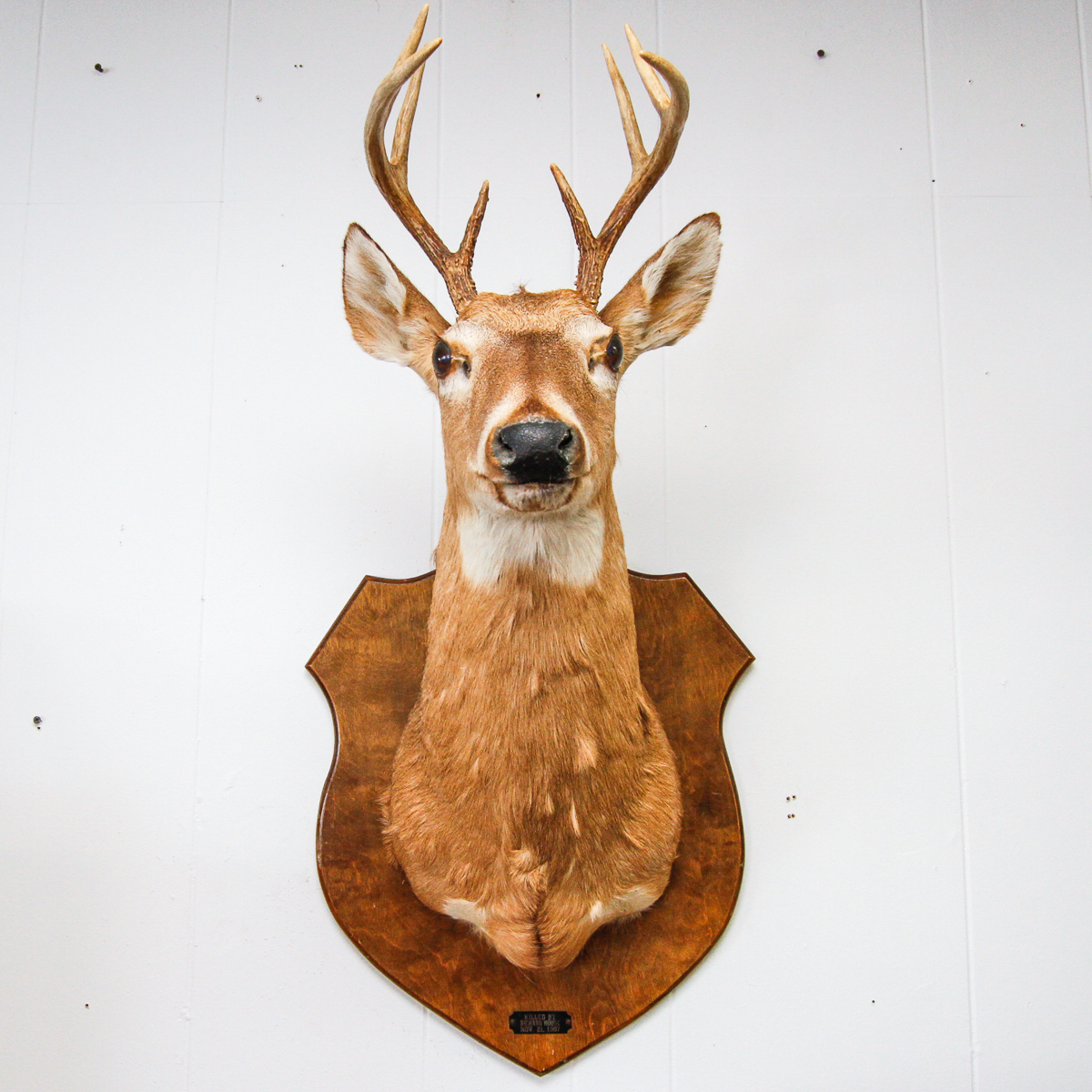 Vintage Mounted Deer Head
