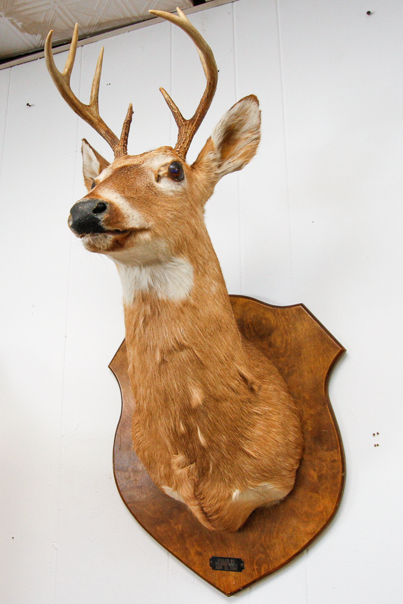 Vintage Mounted Deer Head