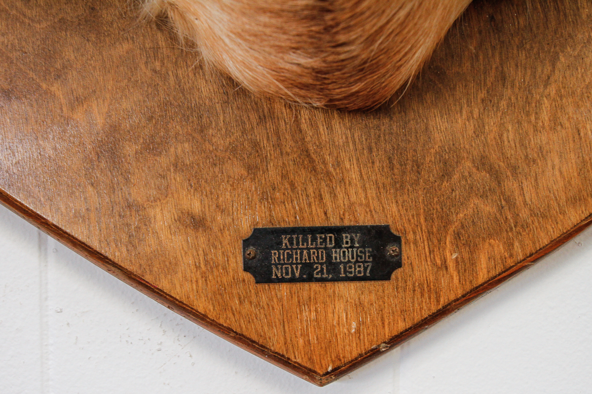 Vintage Mounted Deer Head