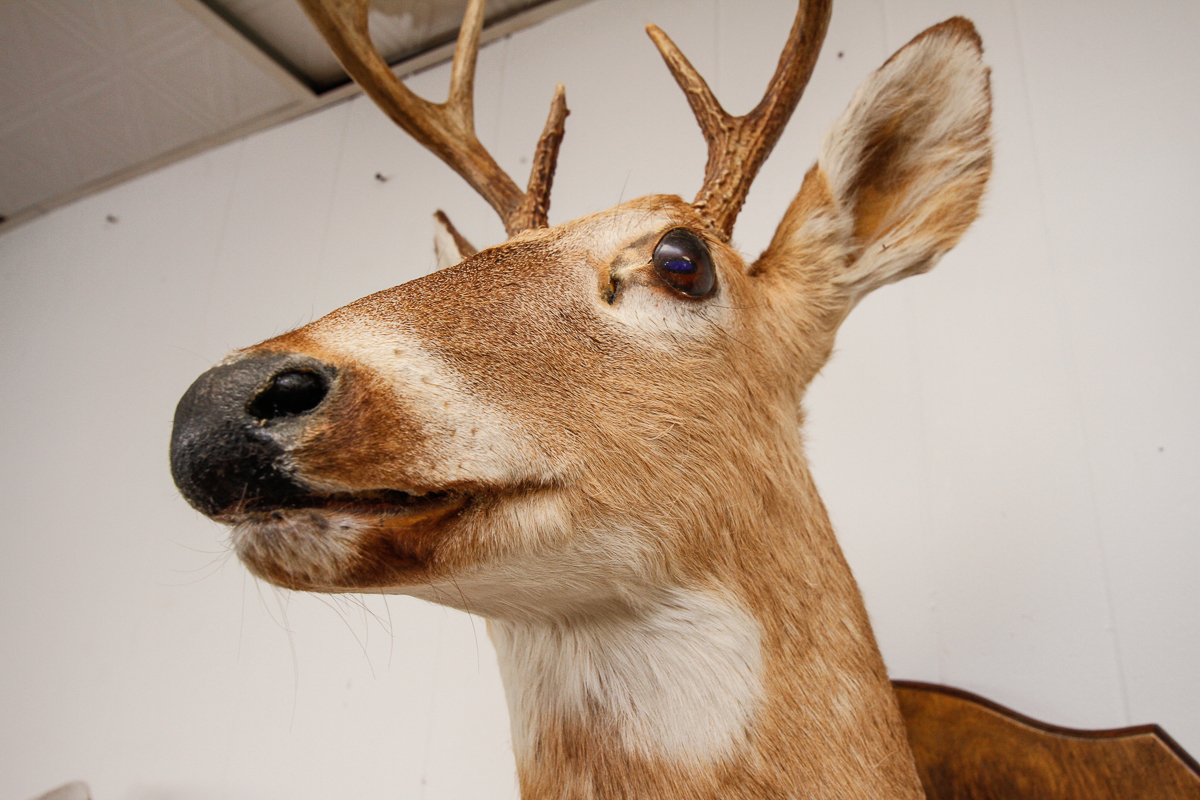 Vintage Mounted Deer Head