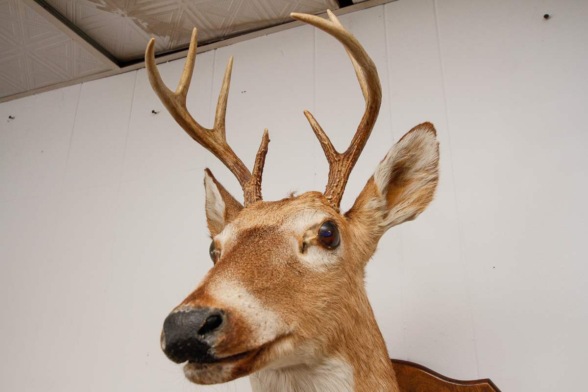 Vintage Mounted Deer Head
