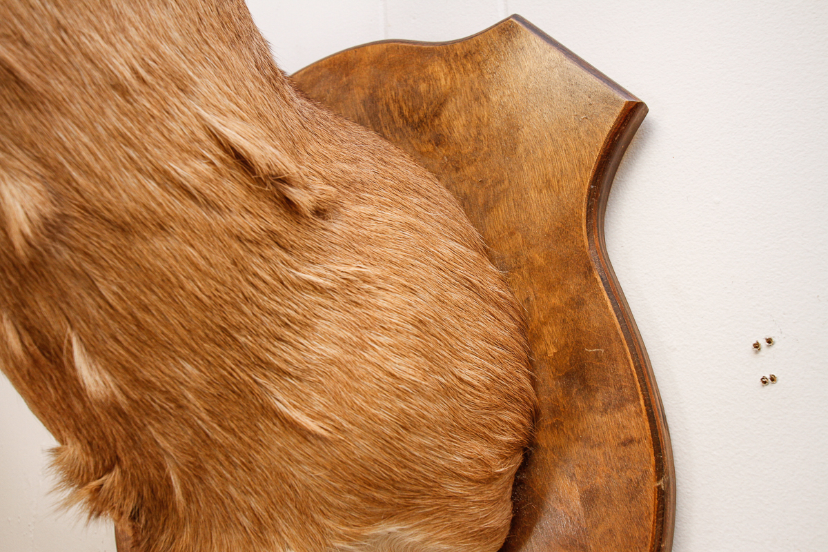 Vintage Mounted Deer Head