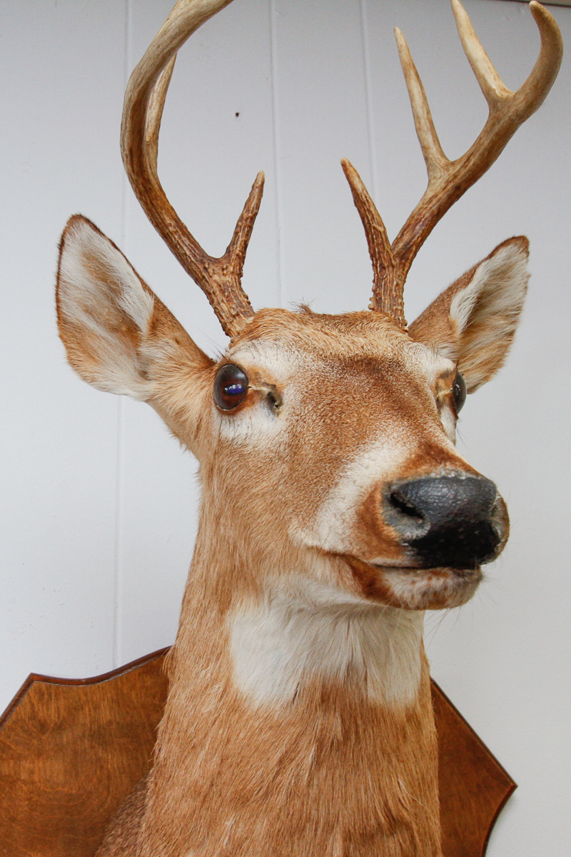 Vintage Mounted Deer Head