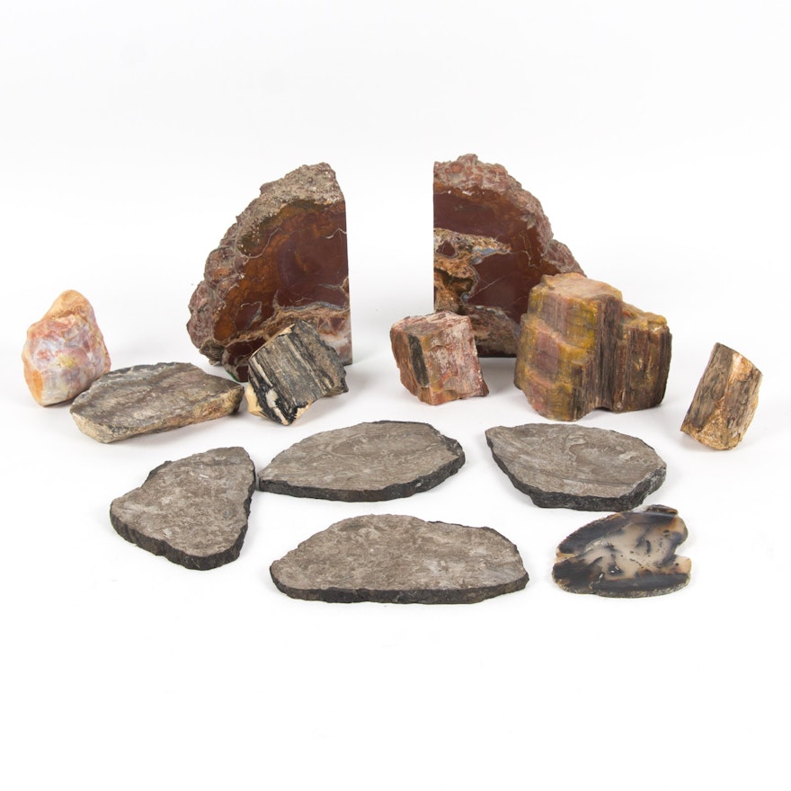 Assortment of Petrified Wood, Agate, and Fossiliferous Limestone