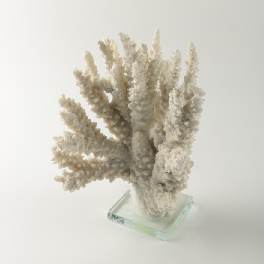 Recent Scleractinian Coral Specimen