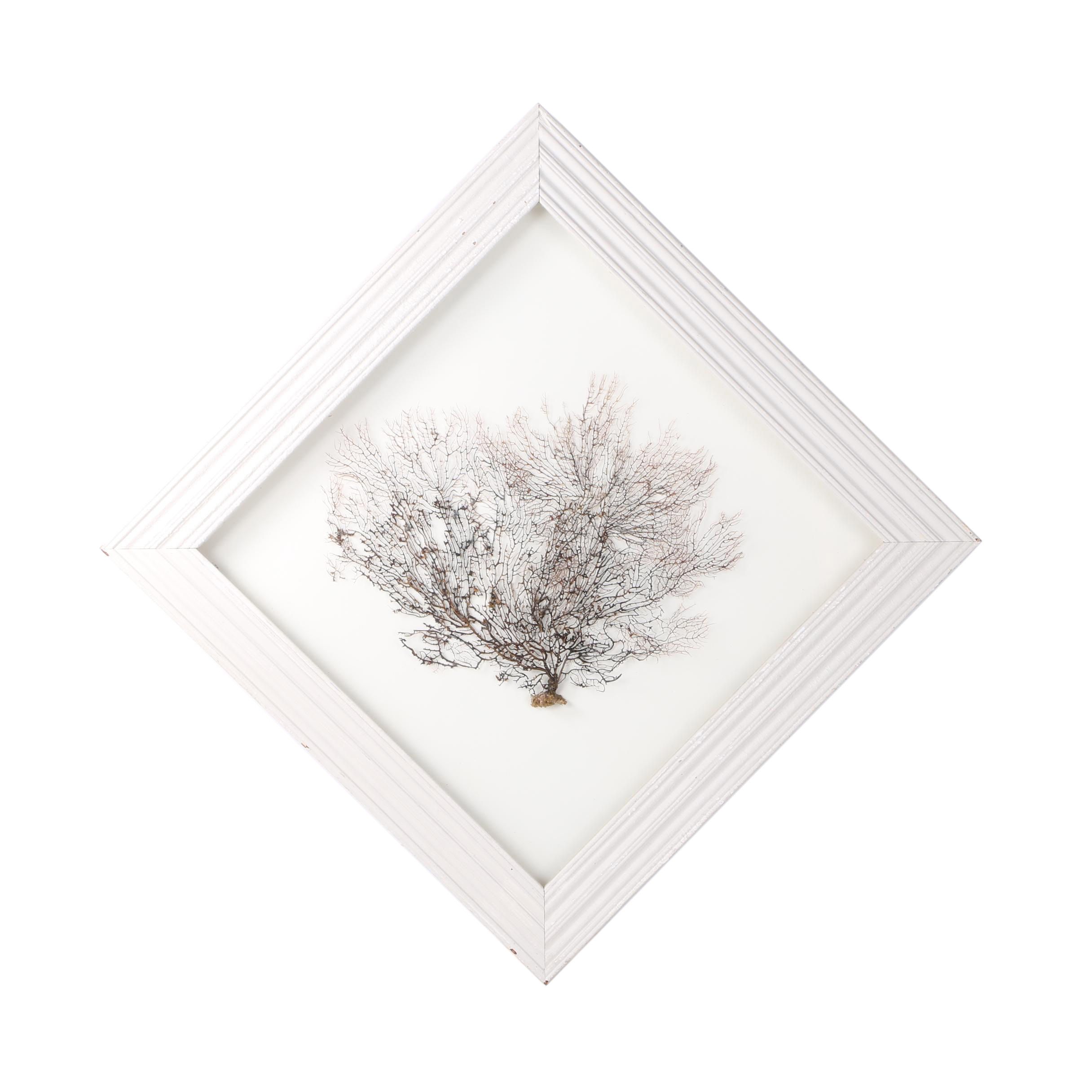 Authentic Black Sea Fan Shadowbox By Jeff Setzekorn