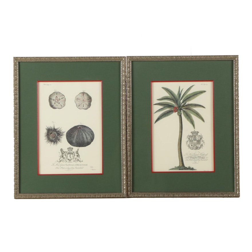 Reproduction Prints After G. D. Ehret of Sea Urchins and Palm Tree