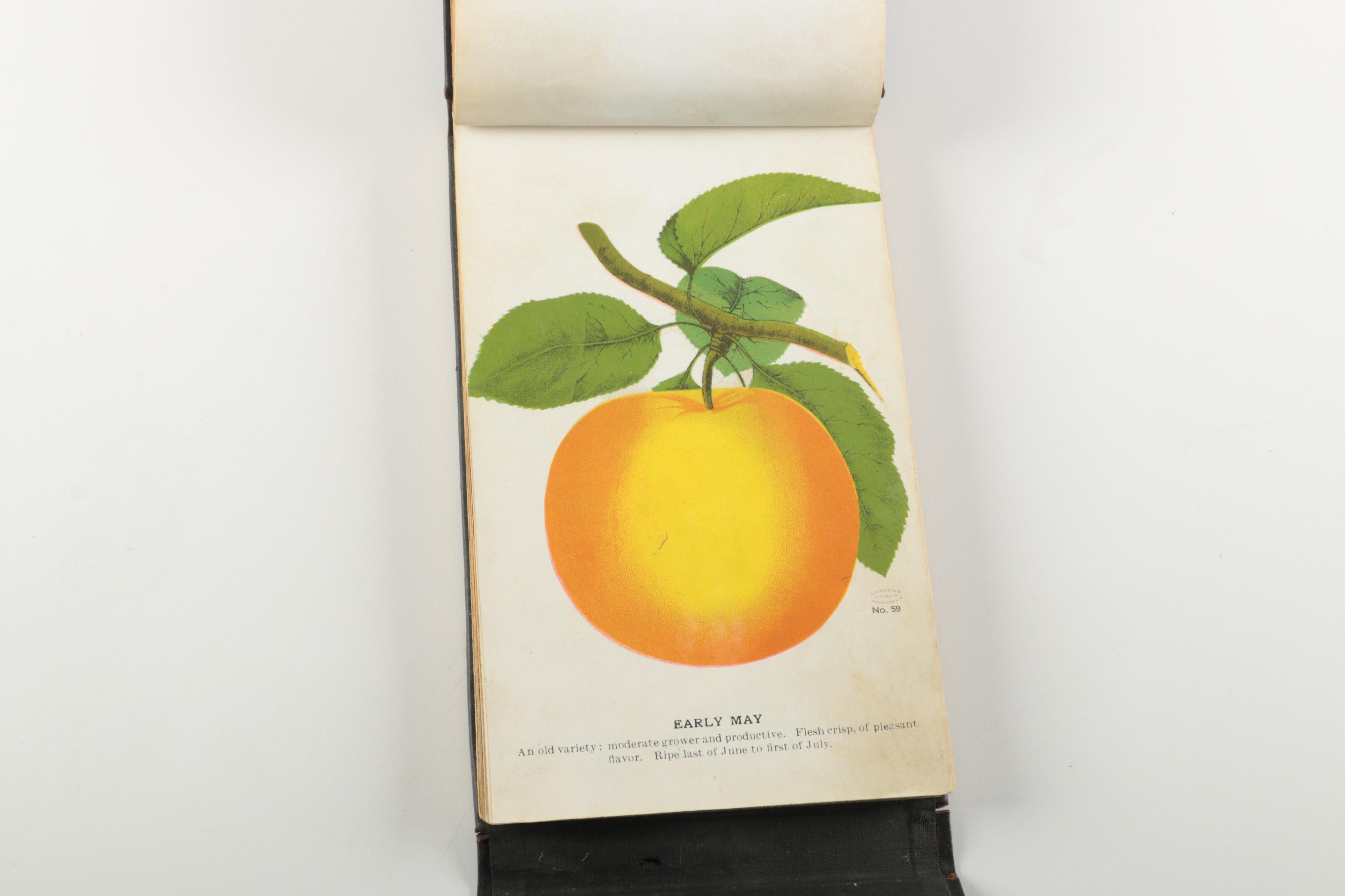 Vintage Books featuring "Swiss Family Robinson"