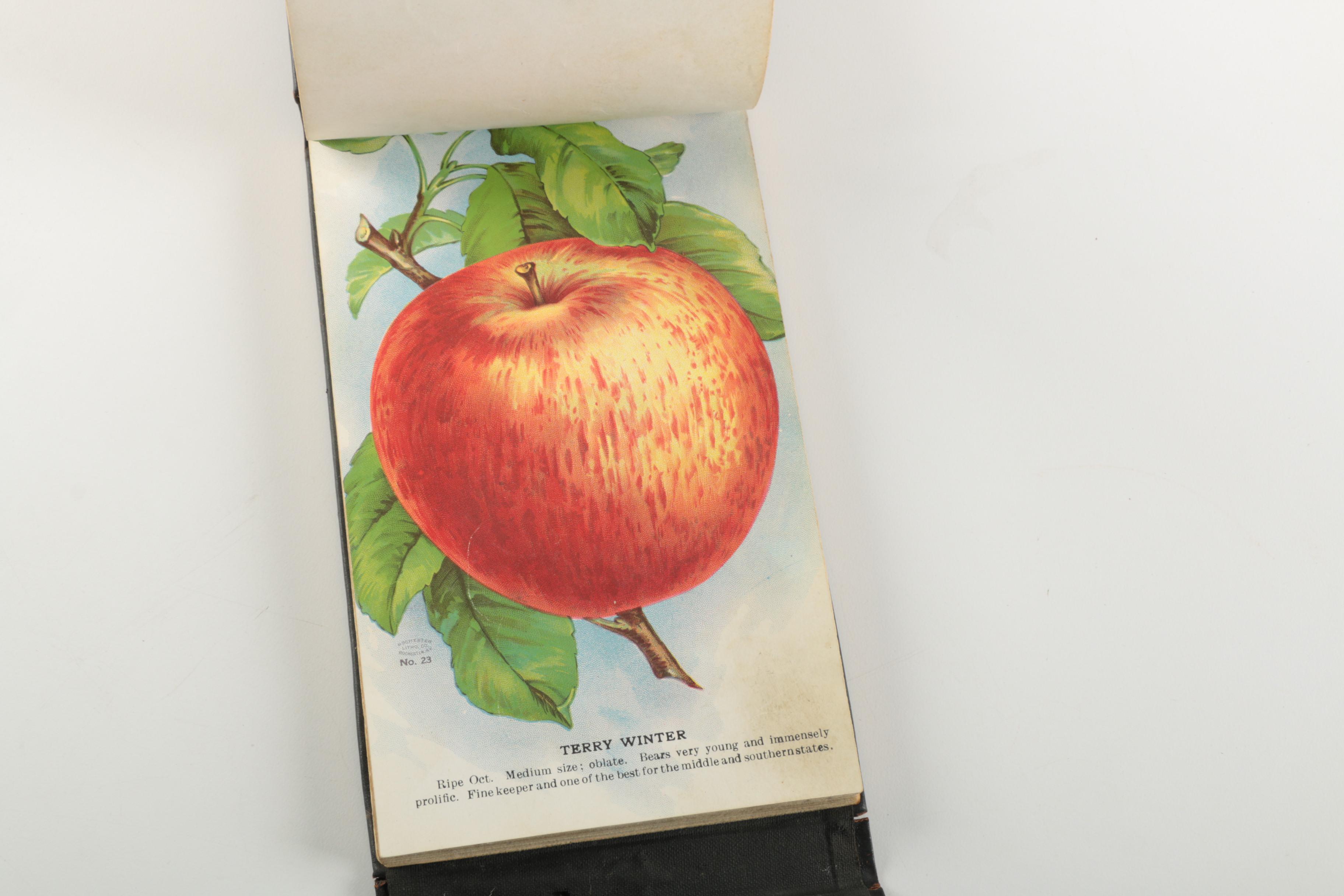 Vintage Books featuring "Swiss Family Robinson"