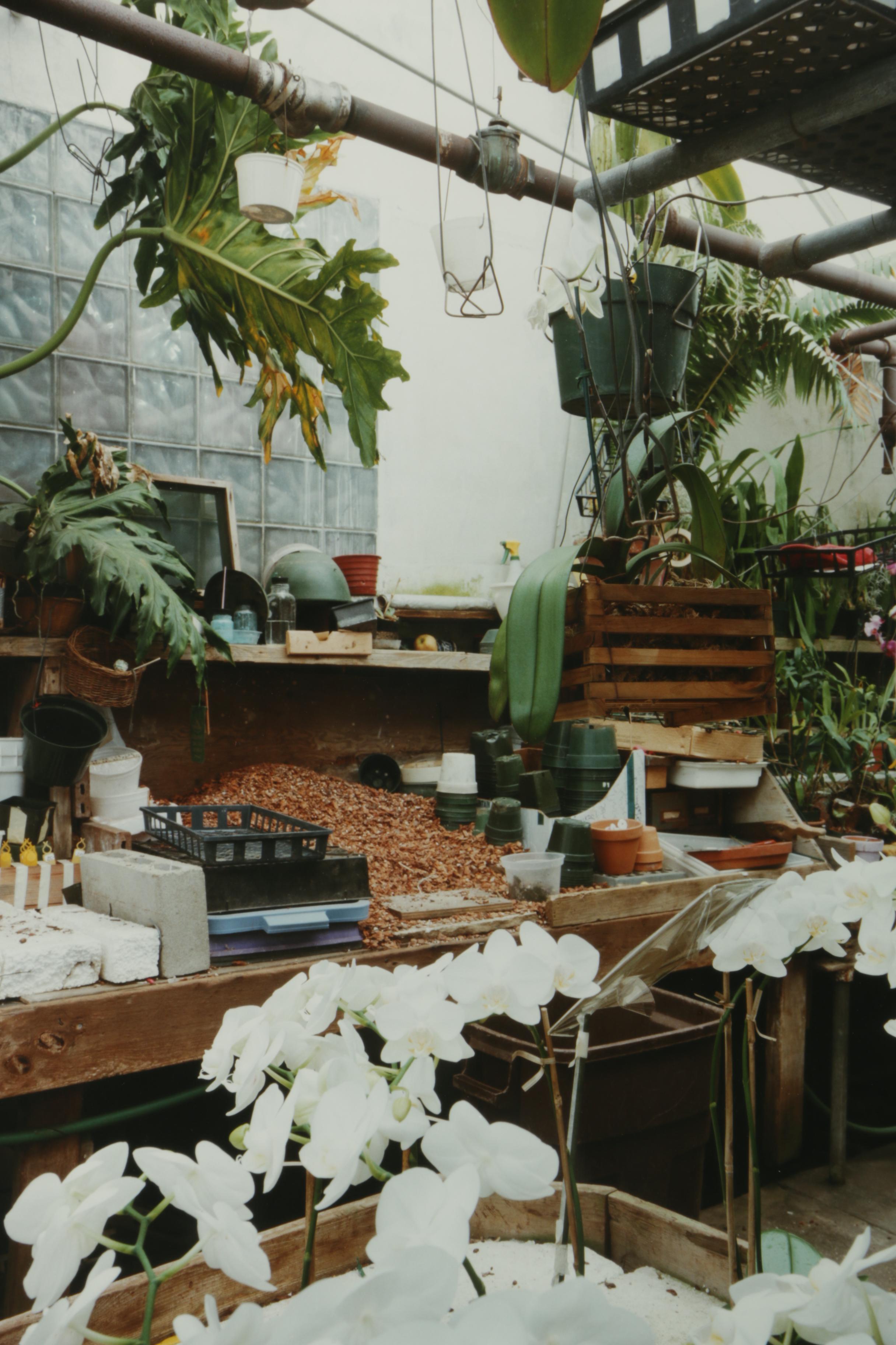 Esther Pullman C-Print Photographs "De Rosa Greenhouse"