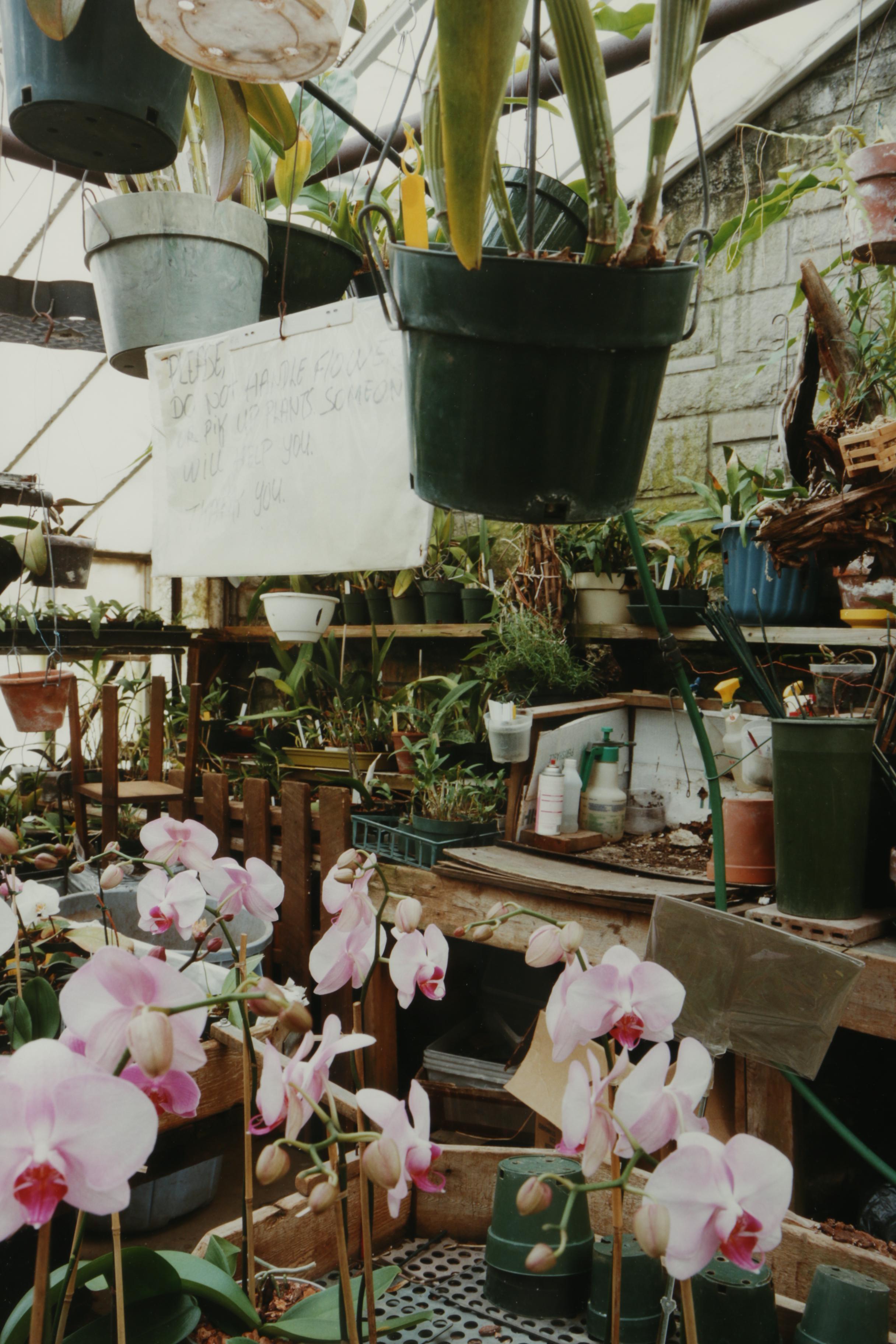 Esther Pullman C-Print Photographs "De Rosa Greenhouse"