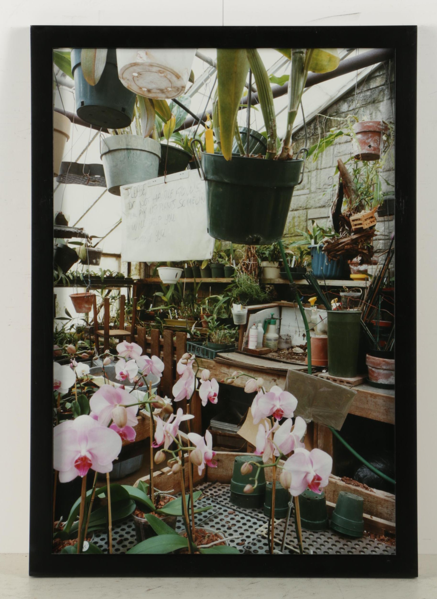 Esther Pullman C-Print Photographs "De Rosa Greenhouse"