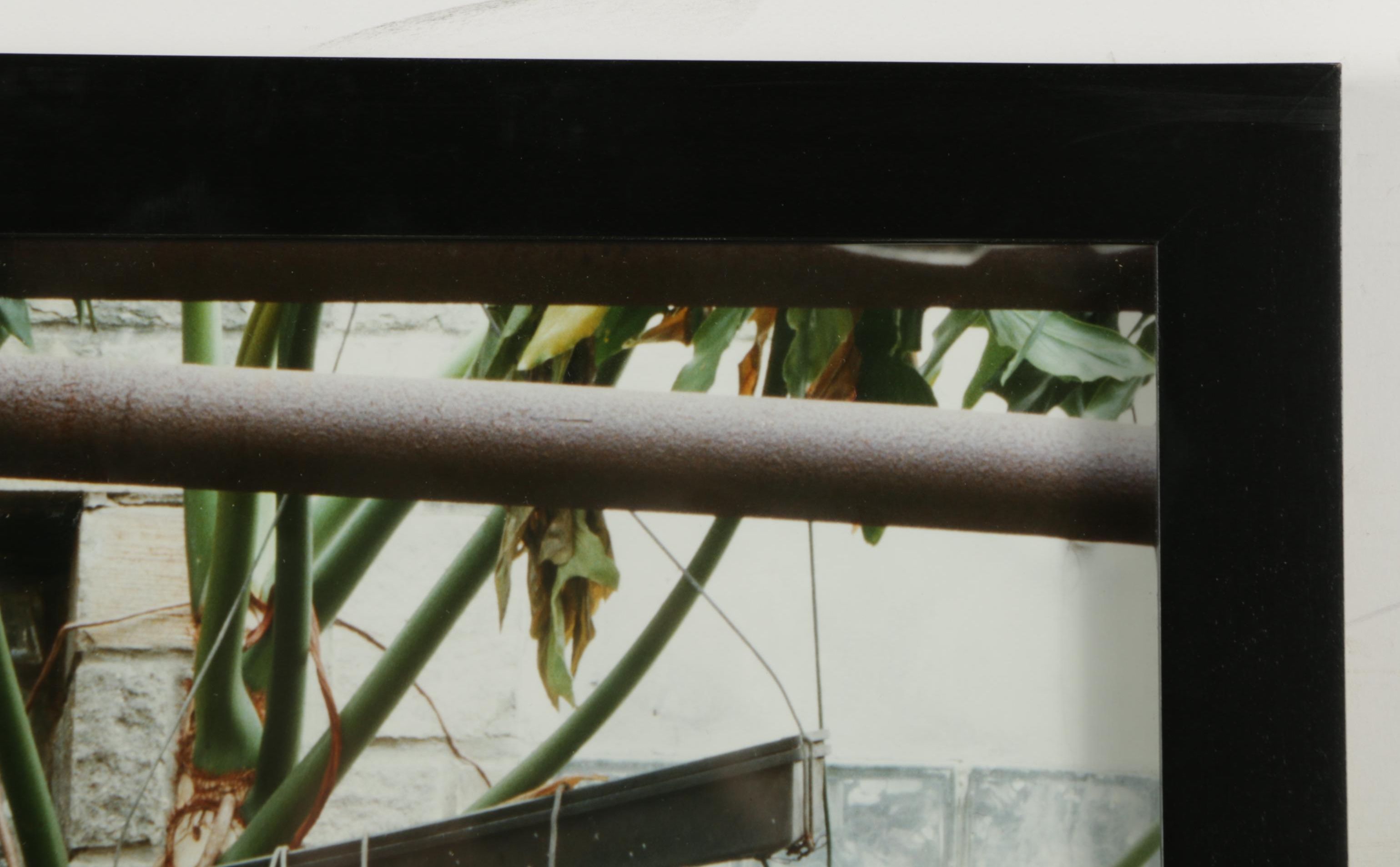 Esther Pullman C-Print Photographs "De Rosa Greenhouse"