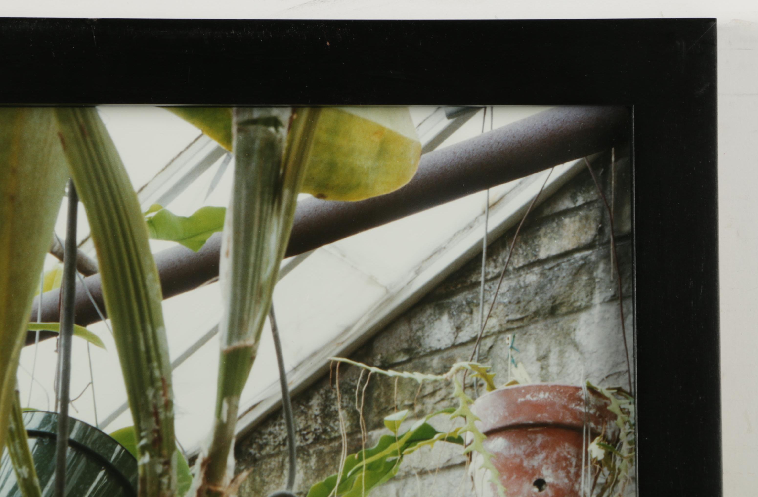Esther Pullman C-Print Photographs "De Rosa Greenhouse"