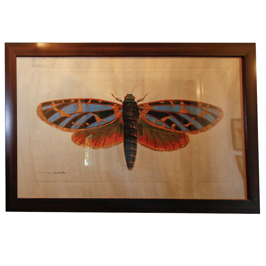Reproduction Print of a Dragonfly
