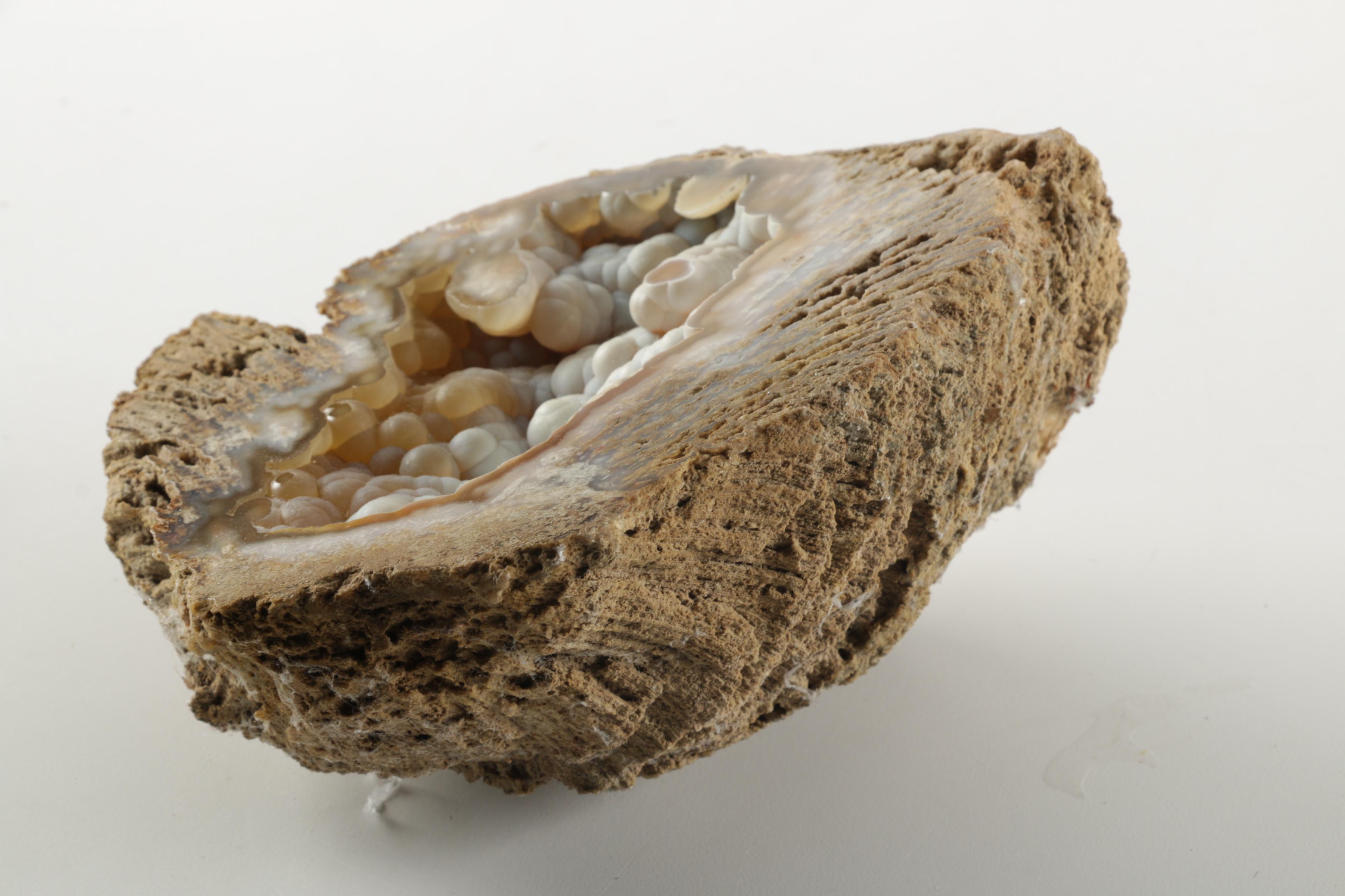 Tabulate Coral Specimen