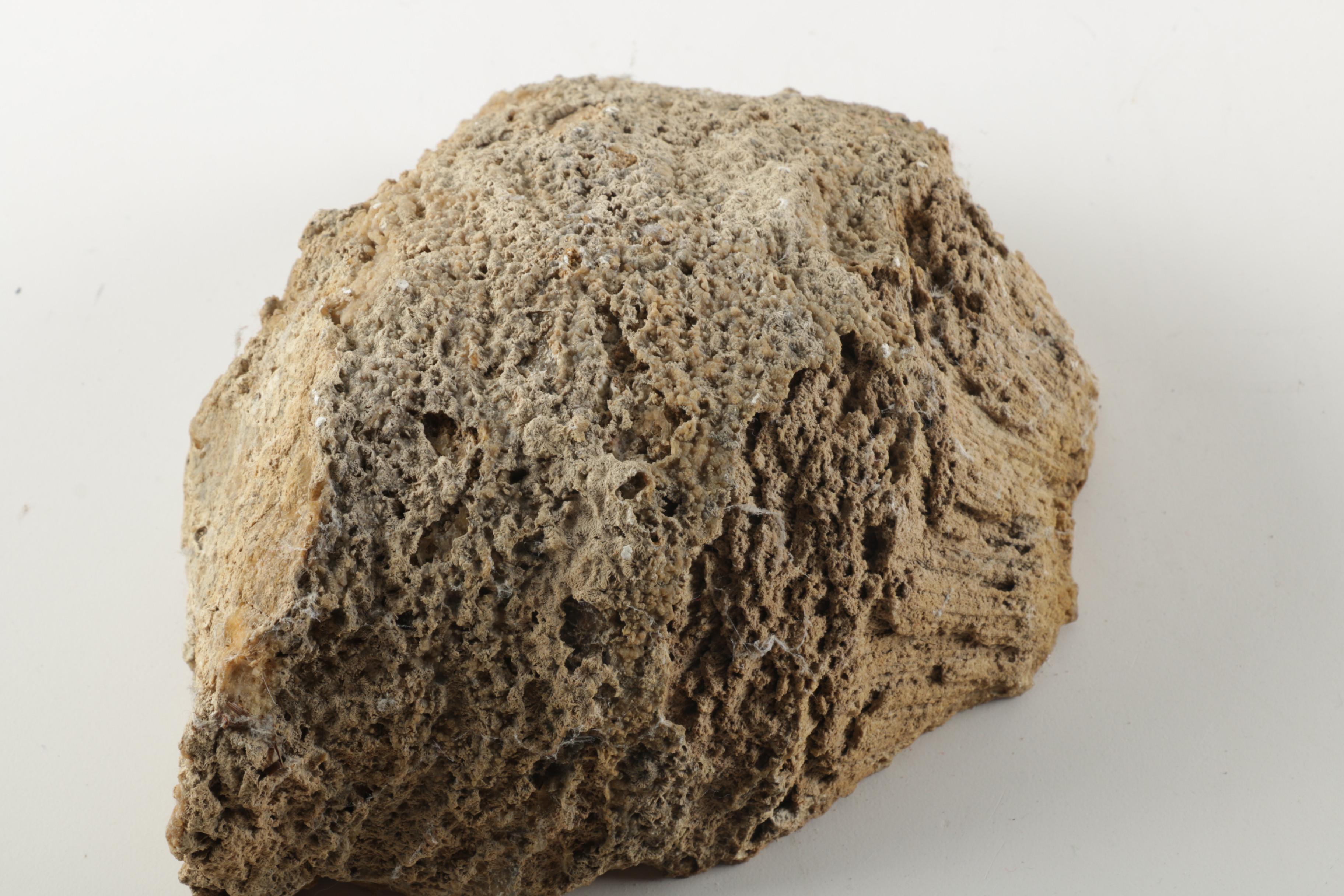 Tabulate Coral Specimen