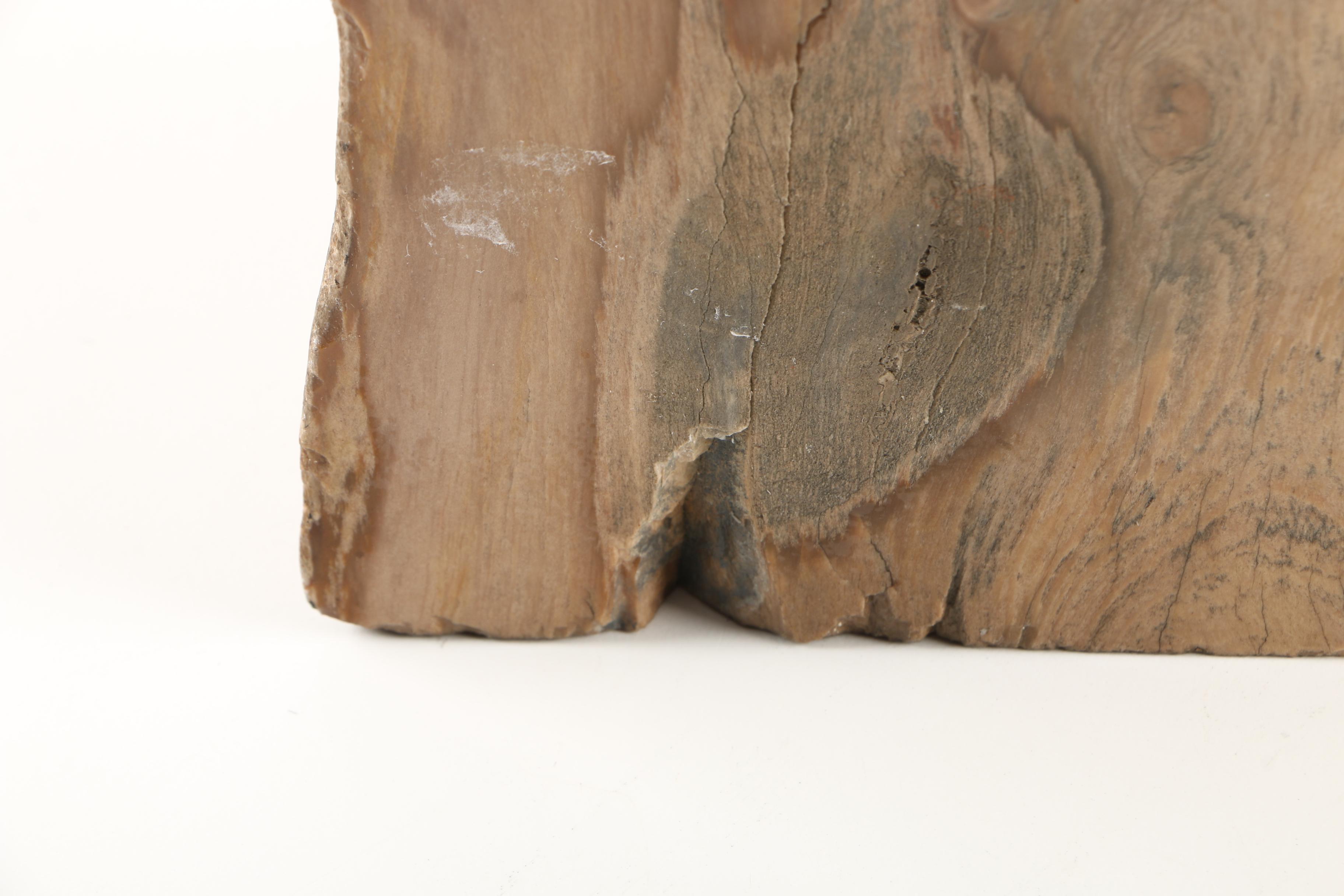 Petrified Wood Specimen