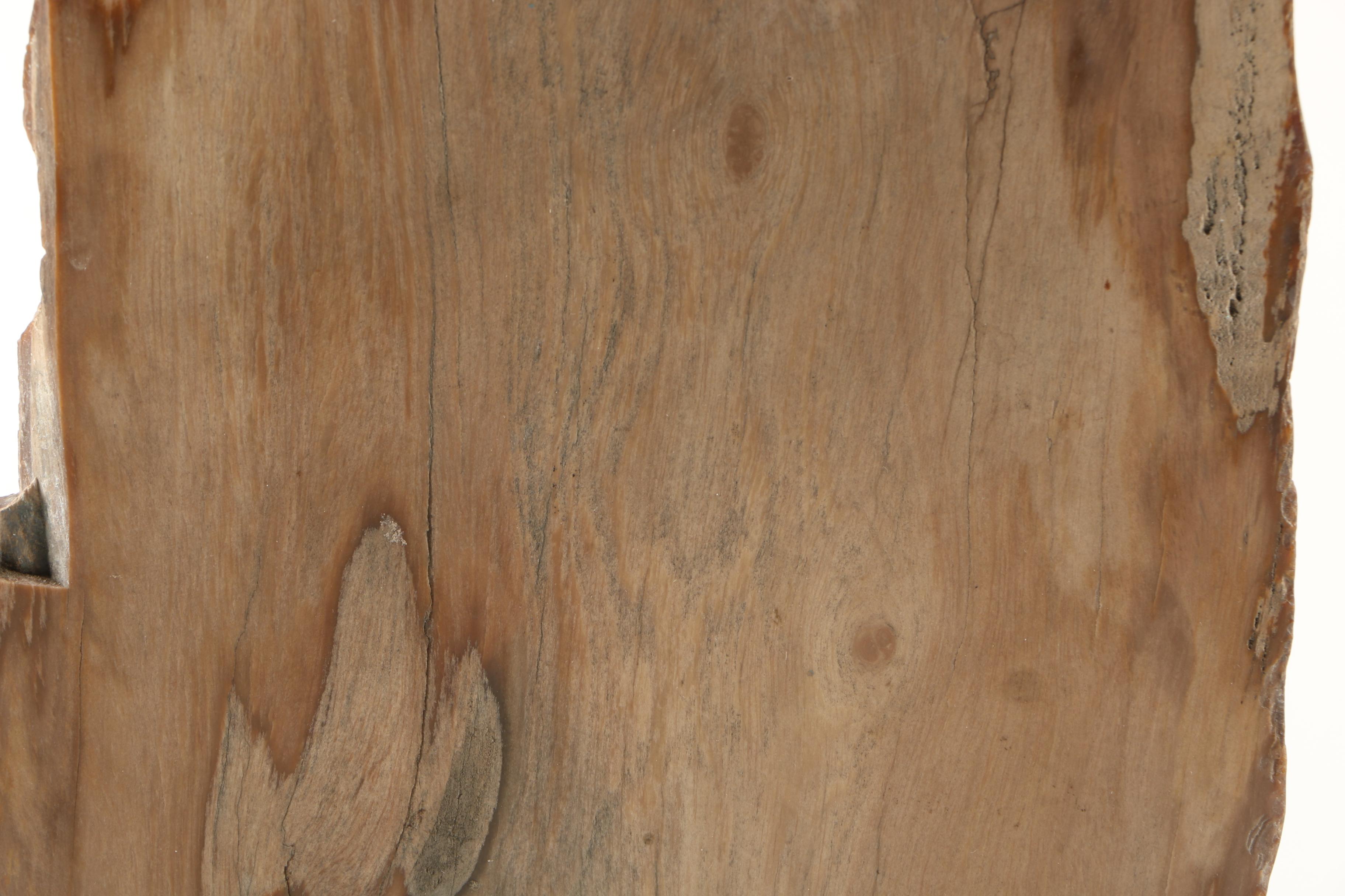 Petrified Wood Specimen