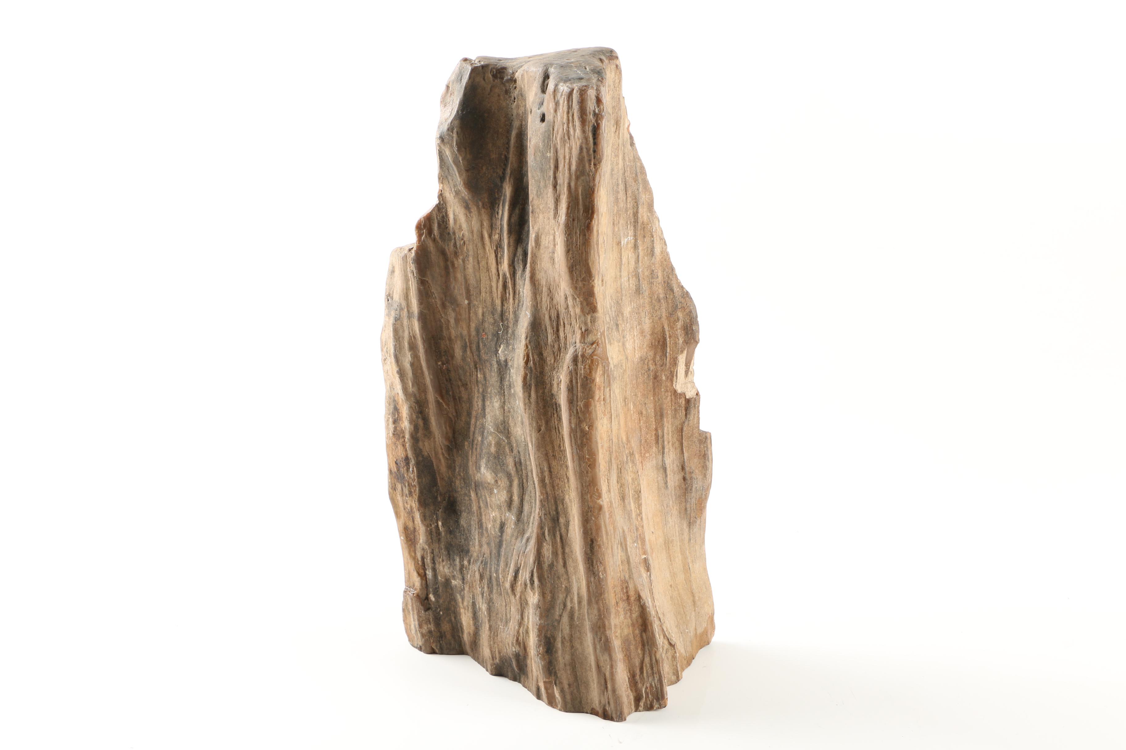 Petrified Wood Specimen