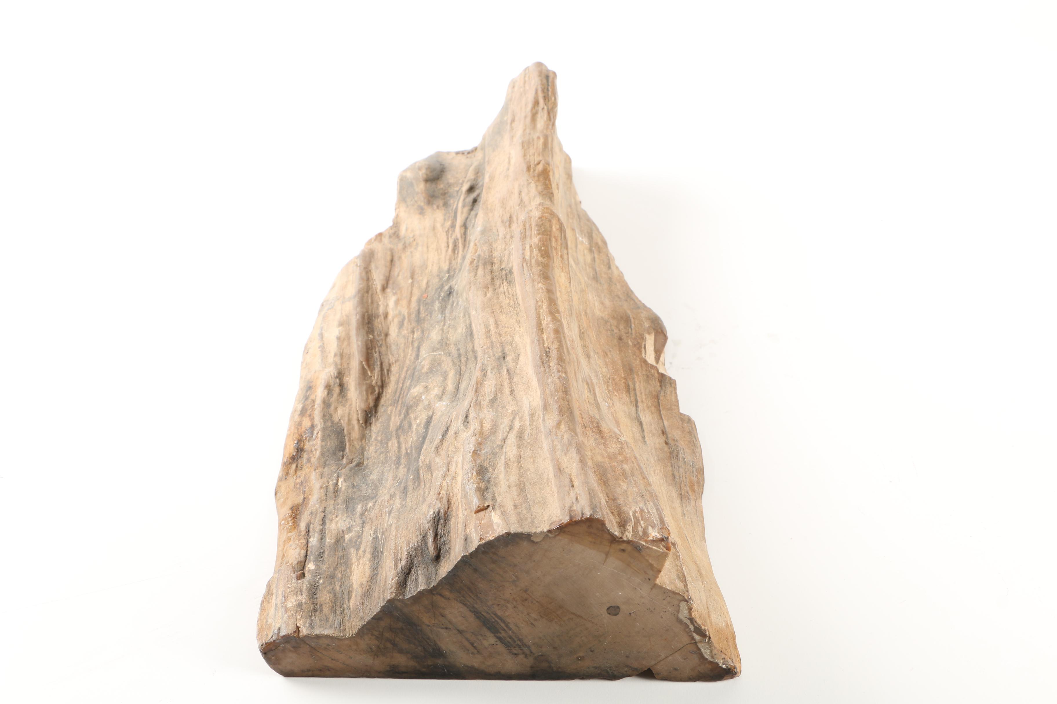 Petrified Wood Specimen