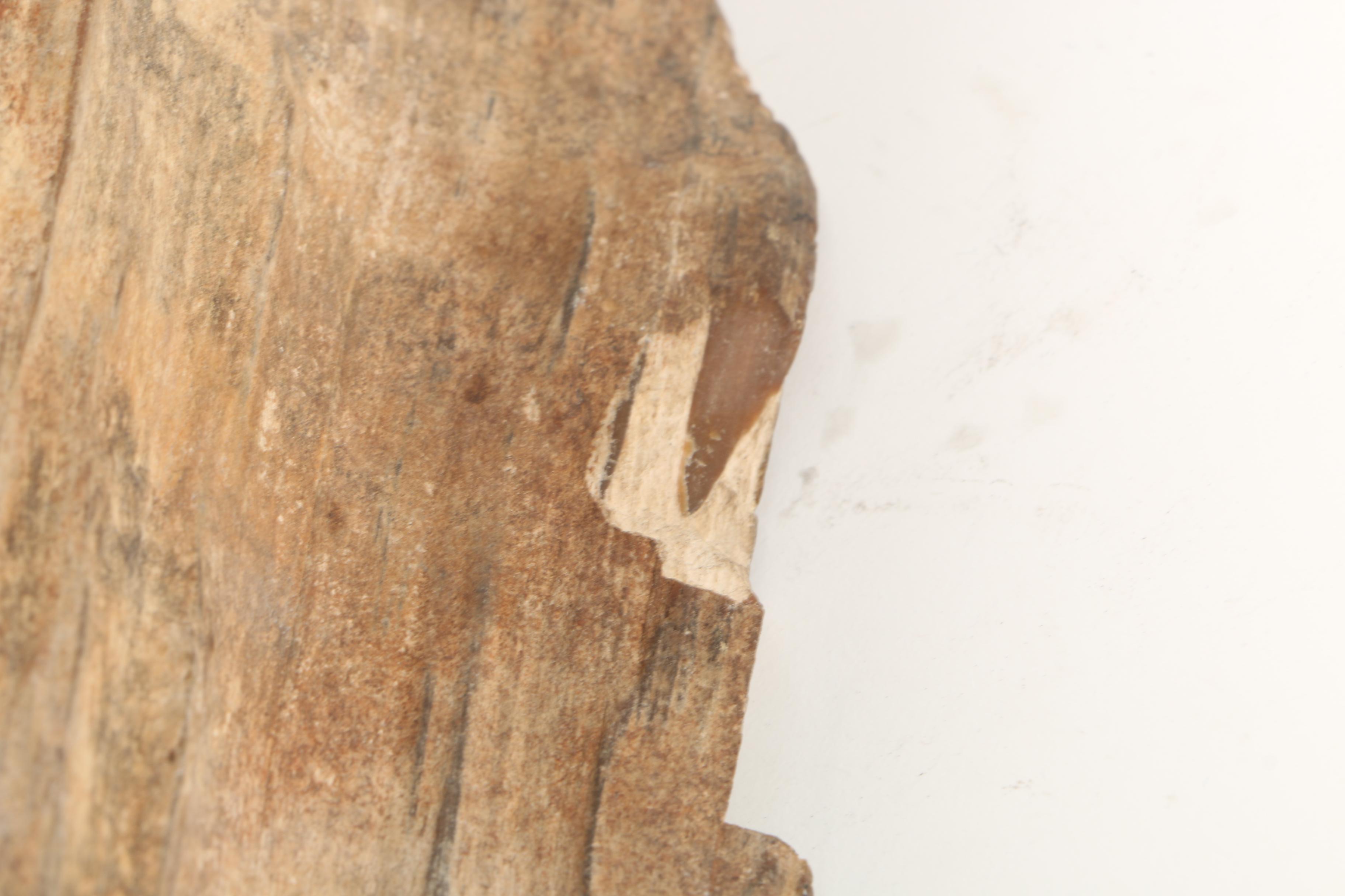 Petrified Wood Specimen