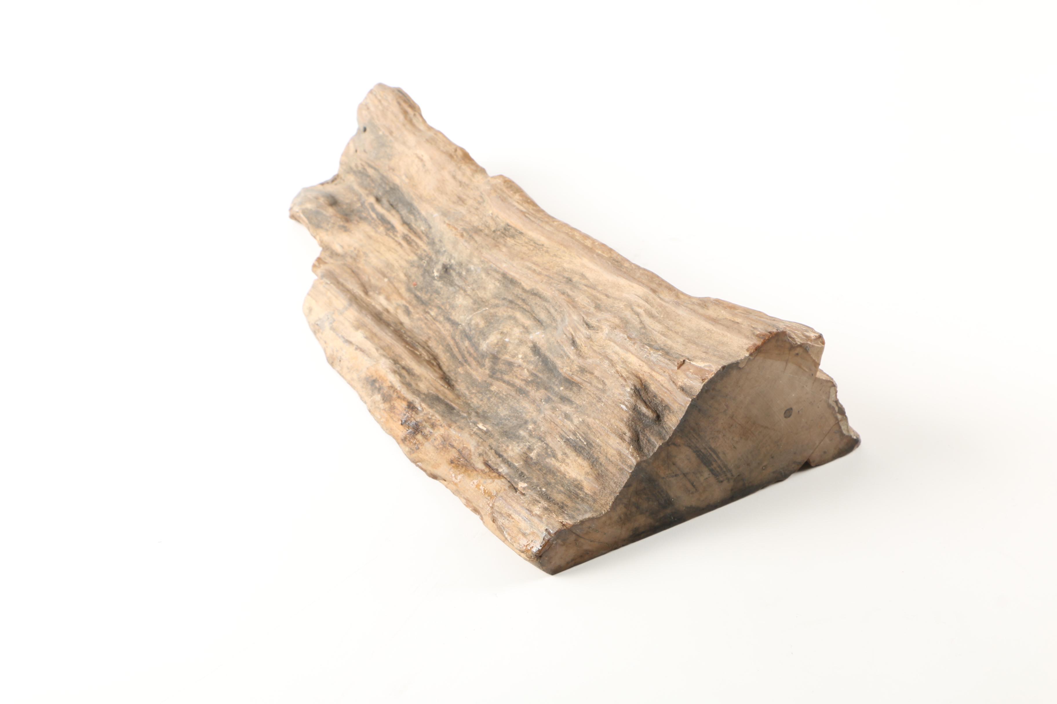 Petrified Wood Specimen