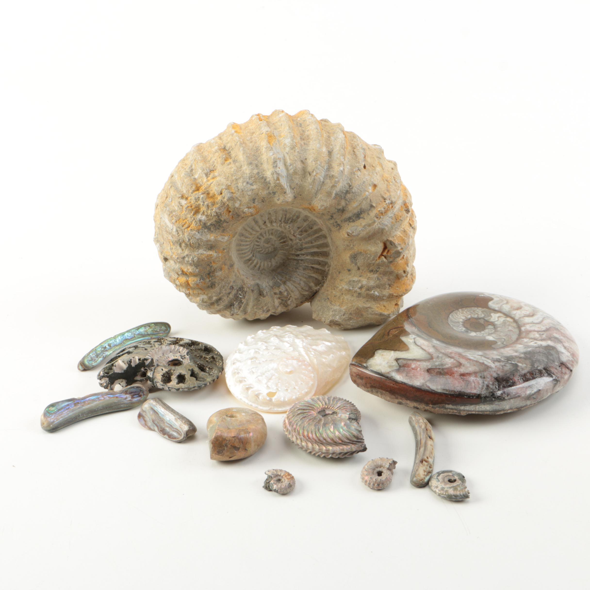 Mollusk Fossil Specimens