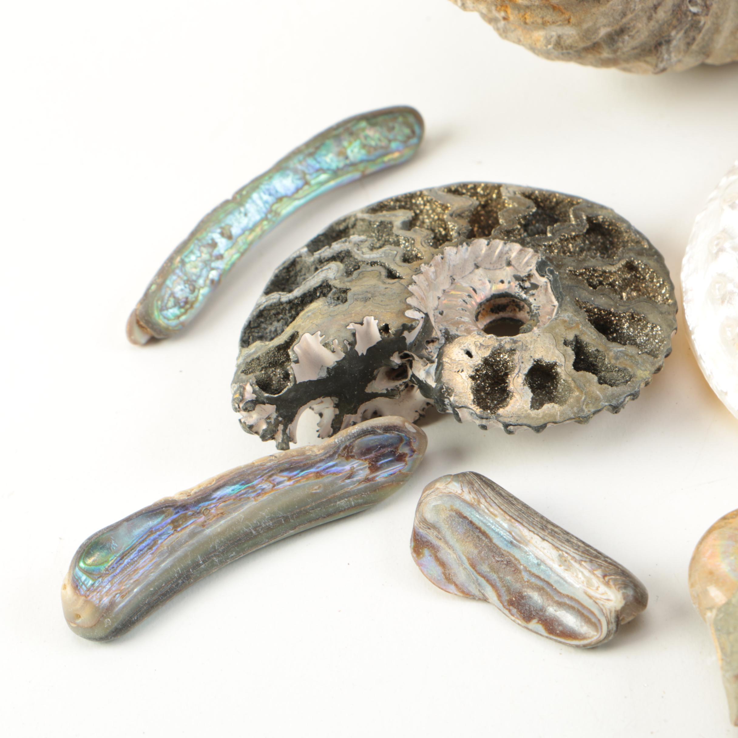 Mollusk Fossil Specimens