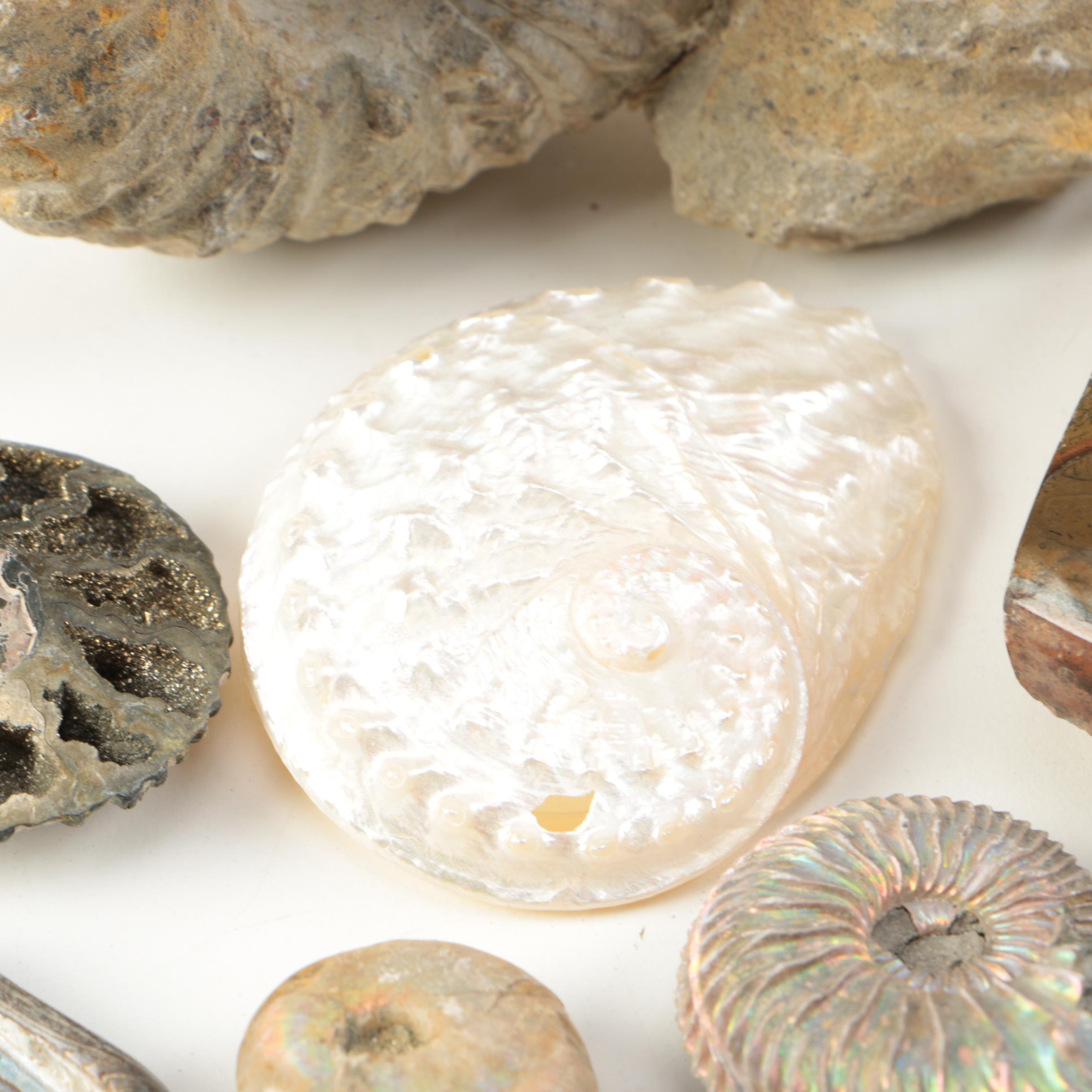 Mollusk Fossil Specimens