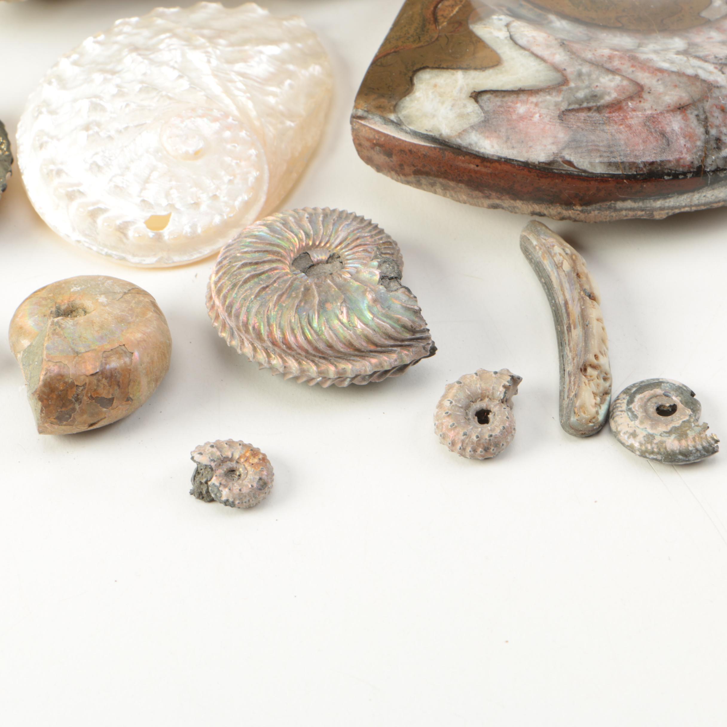 Mollusk Fossil Specimens