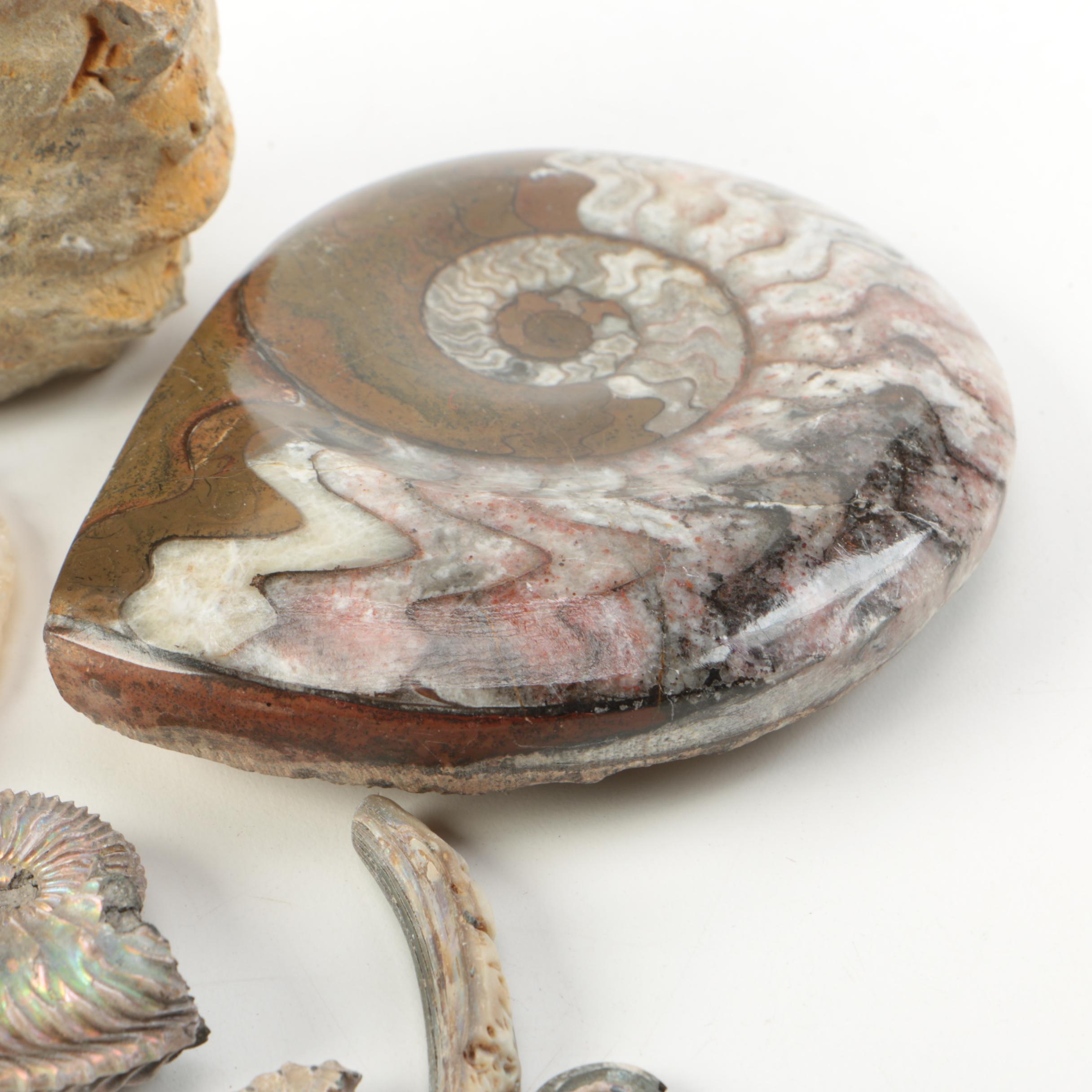 Mollusk Fossil Specimens