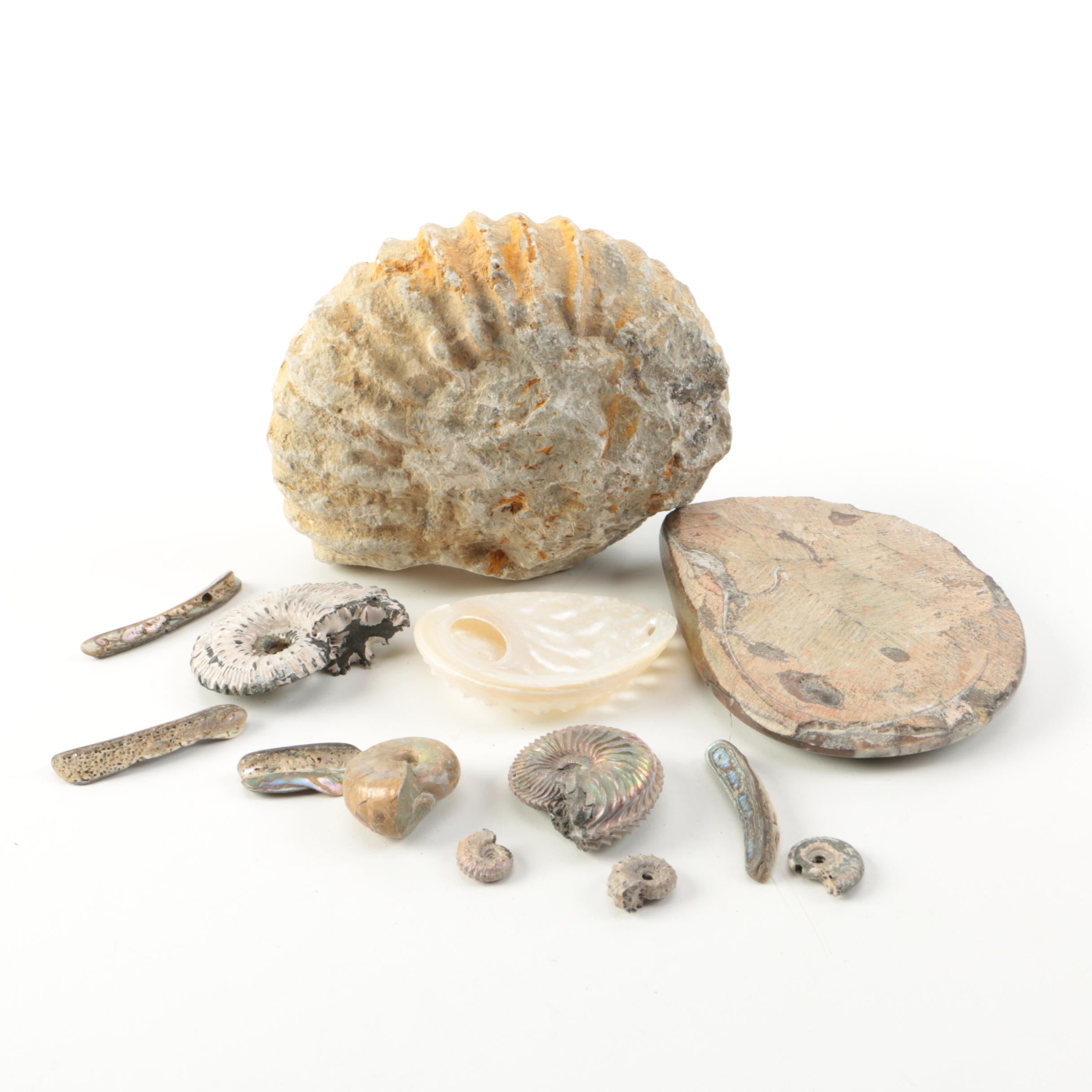 Mollusk Fossil Specimens
