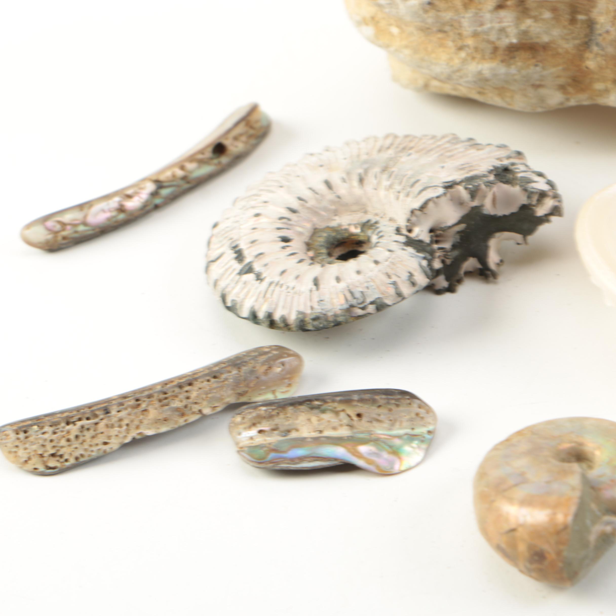 Mollusk Fossil Specimens