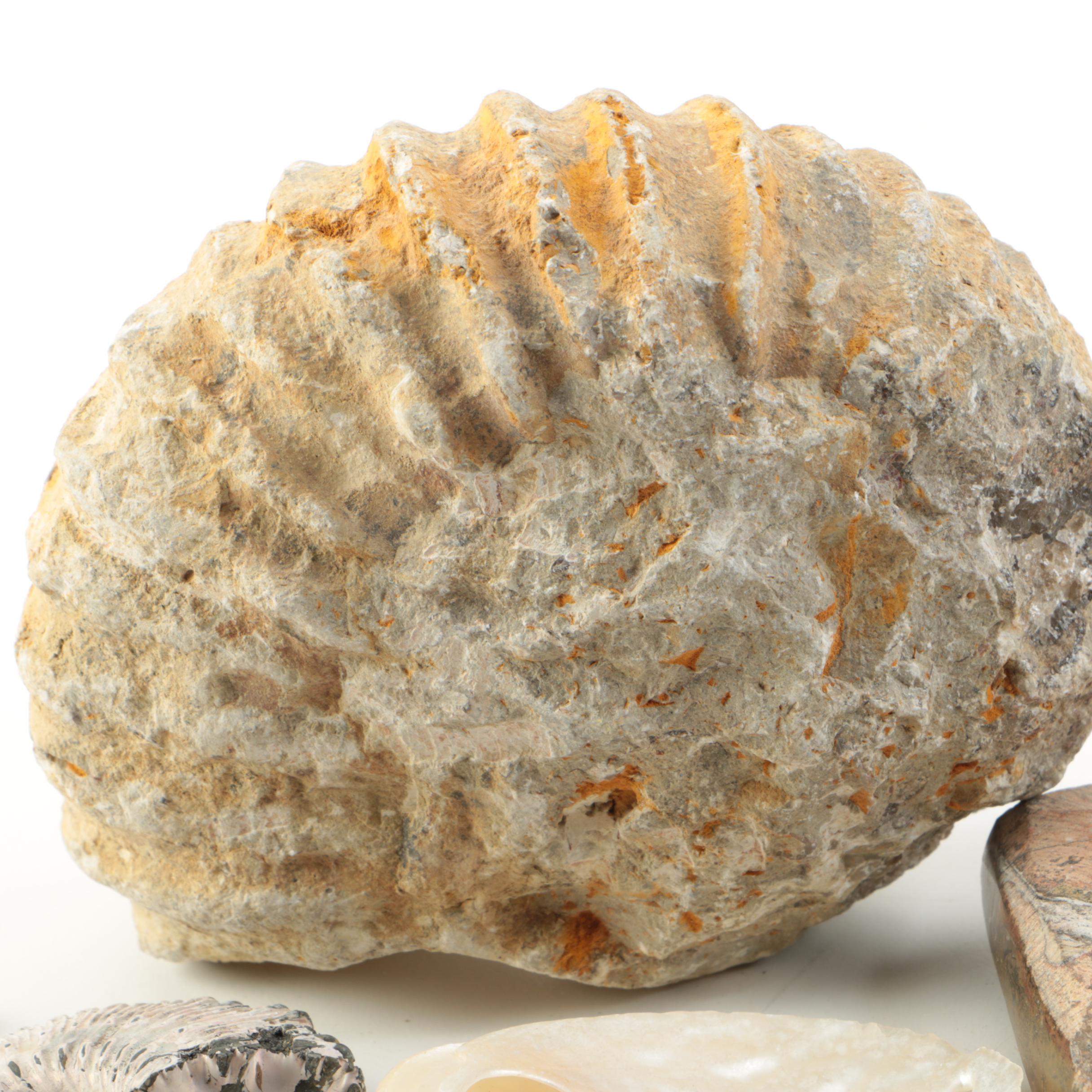 Mollusk Fossil Specimens