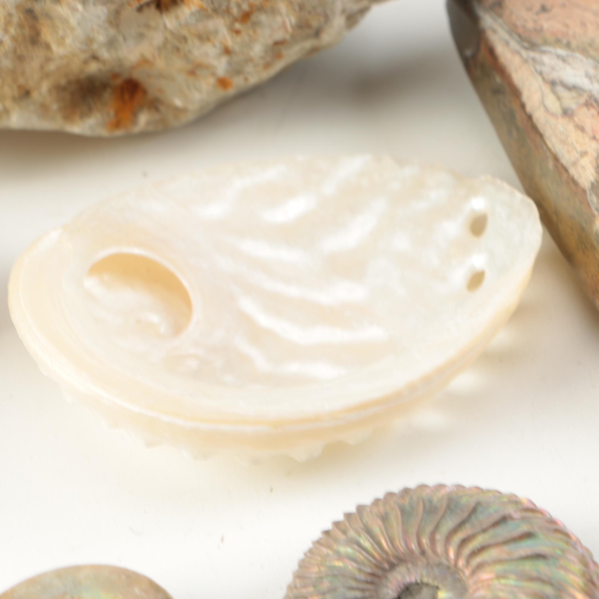 Mollusk Fossil Specimens